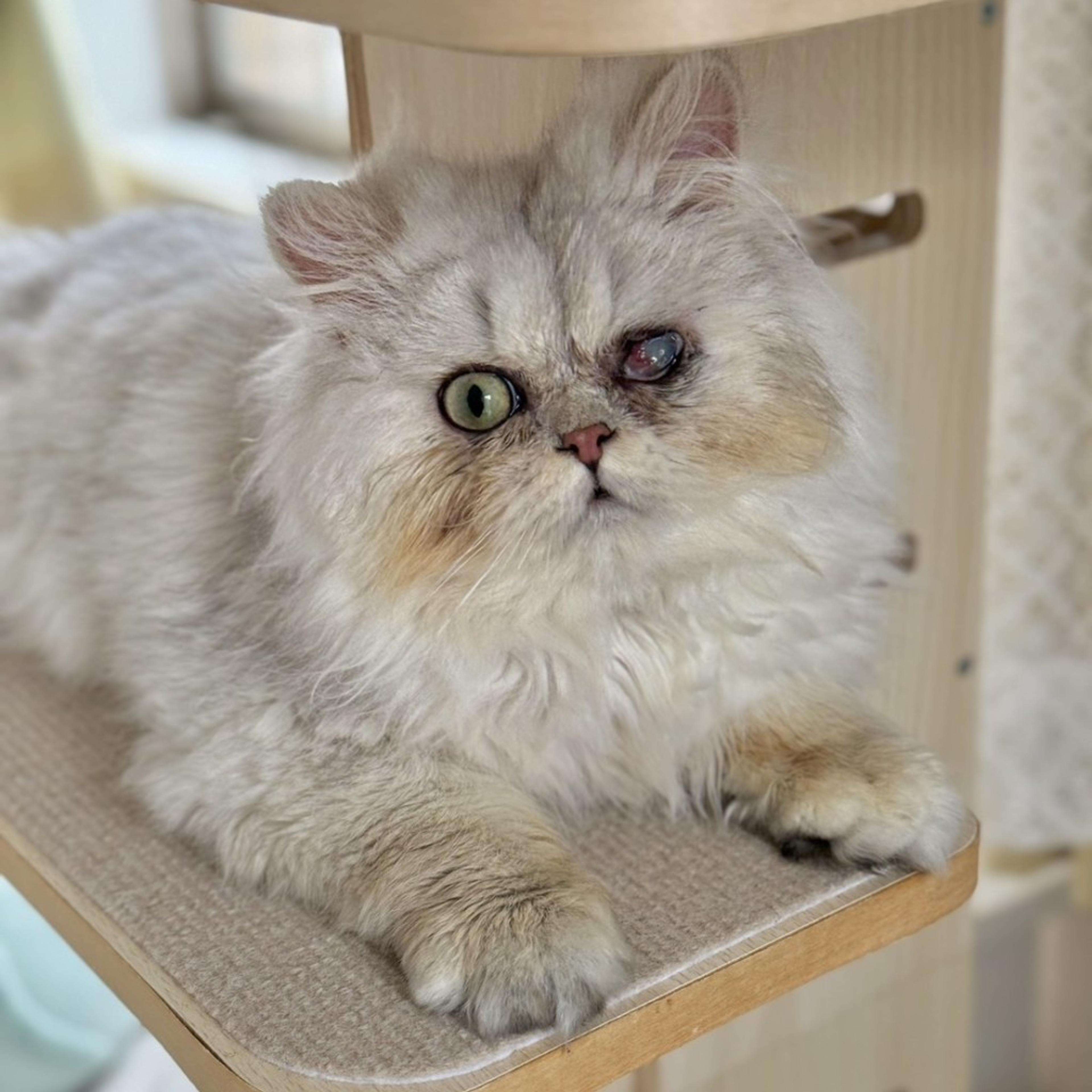 pet-image-9