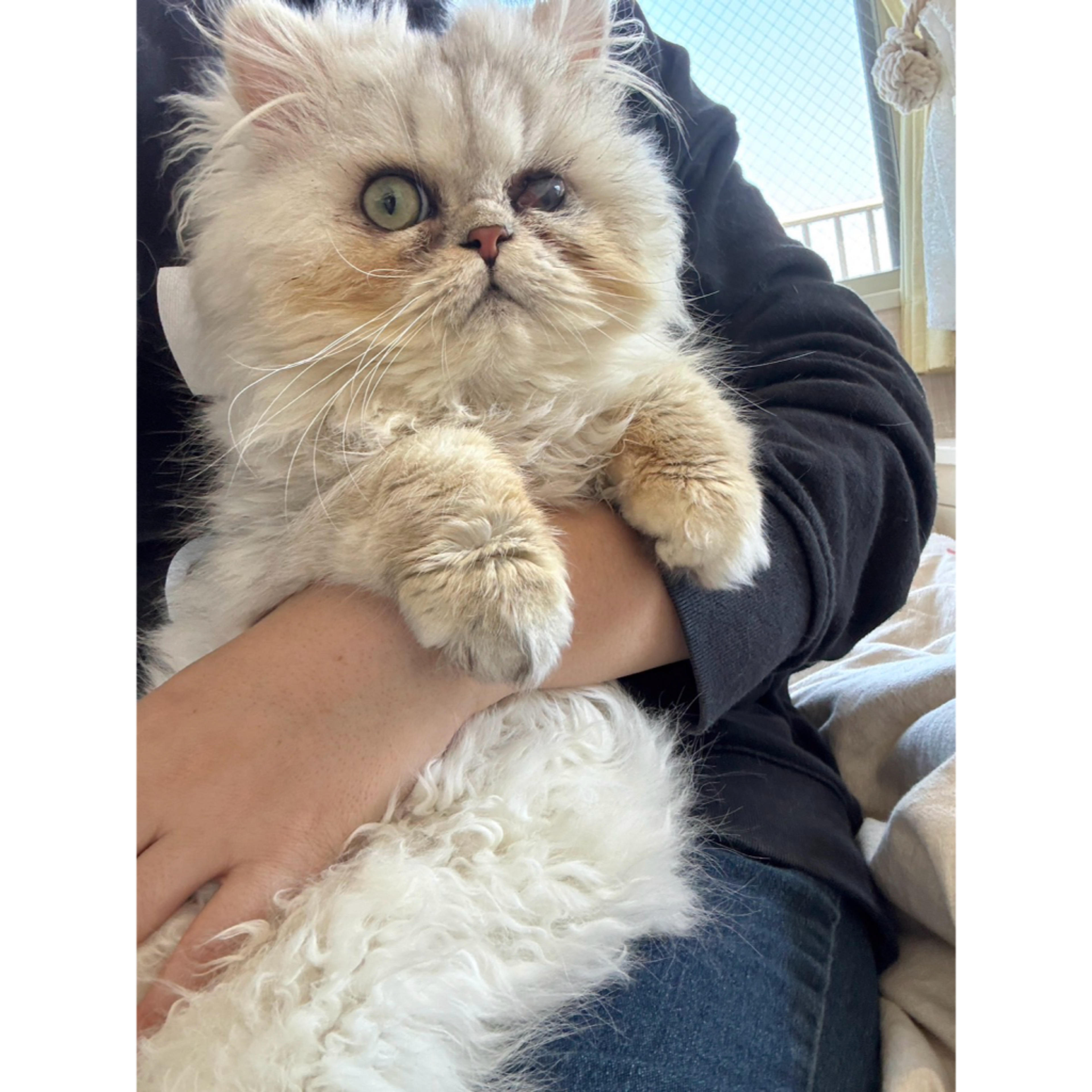pet-image-4