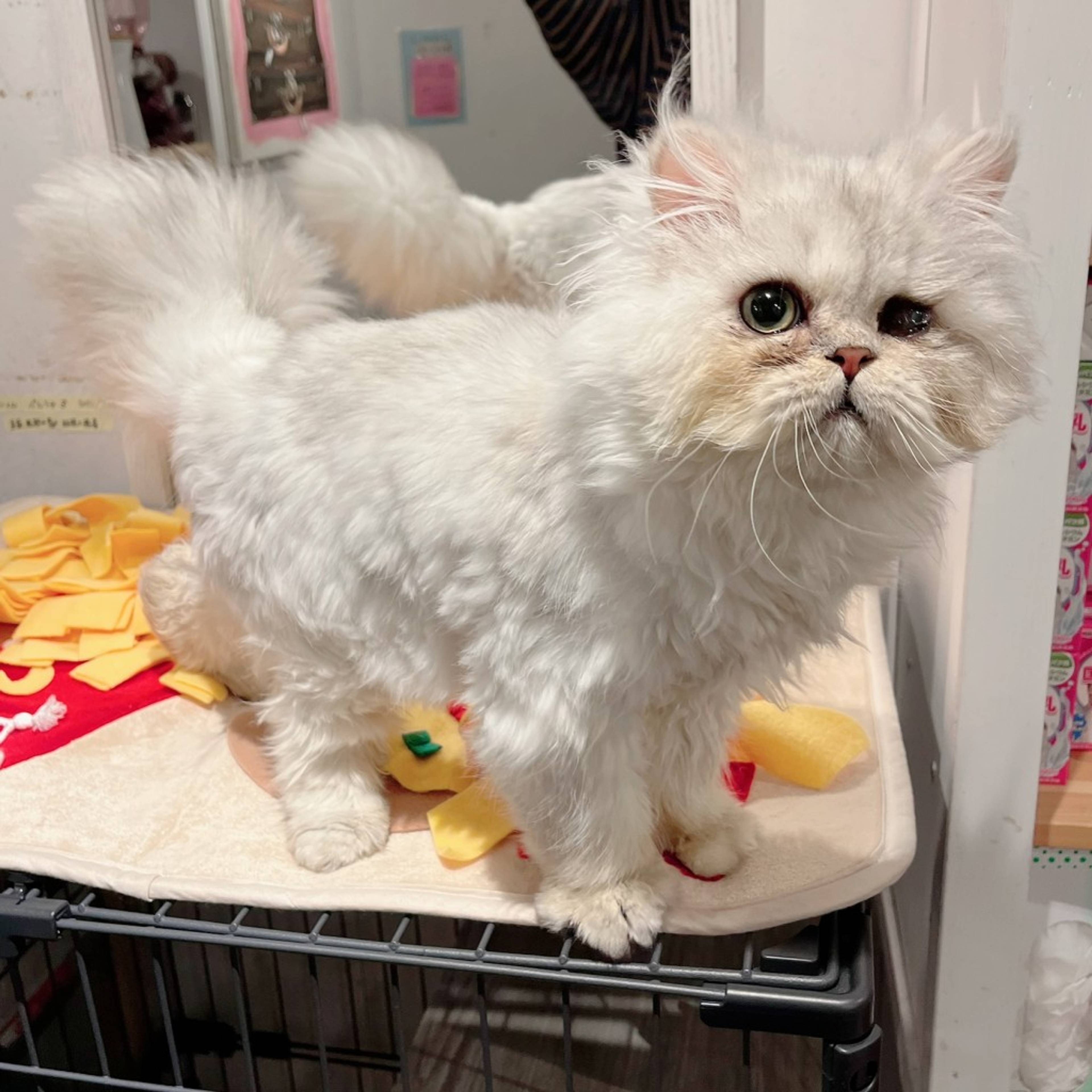 ペルシャ・オスの里親募集の写真