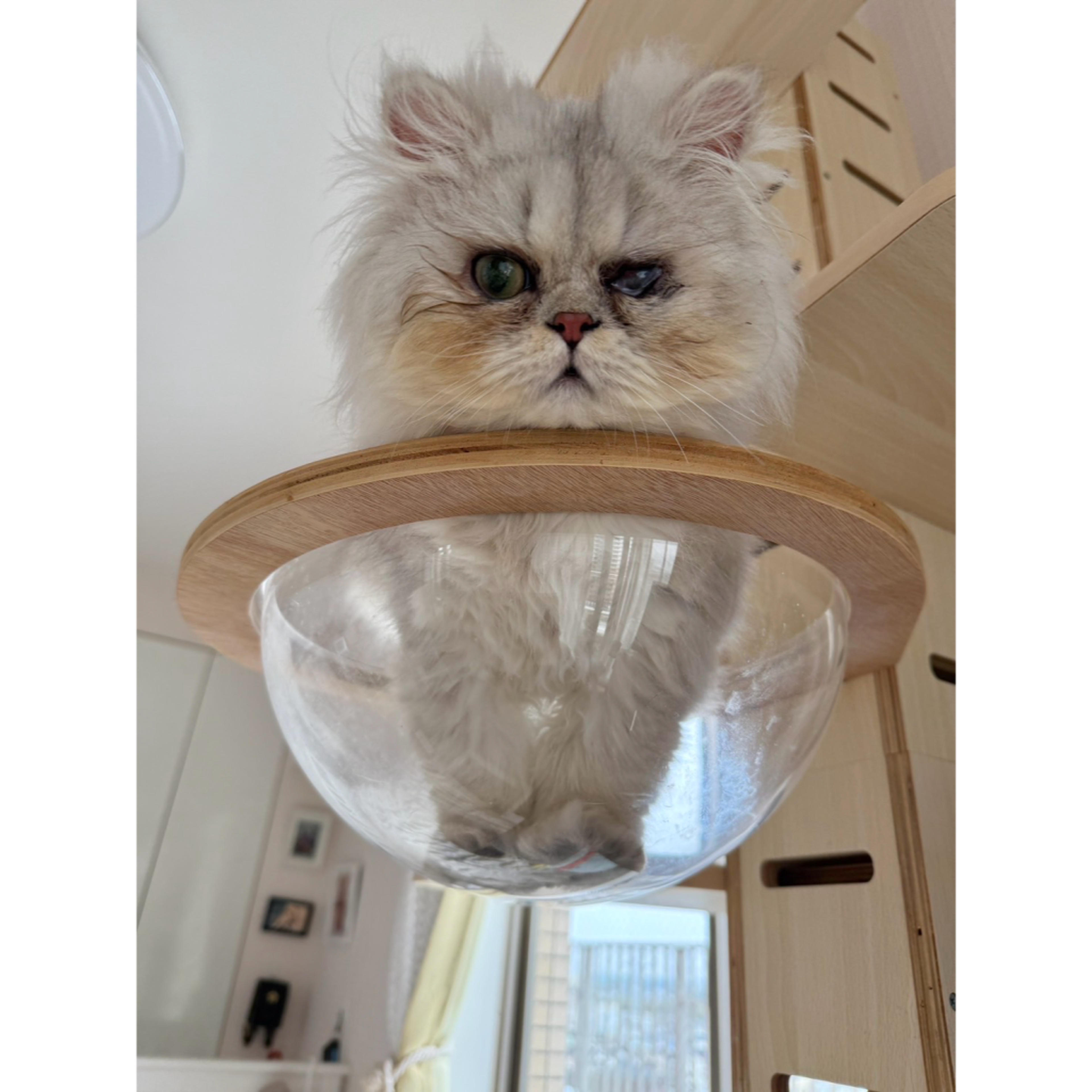 pet-image-2
