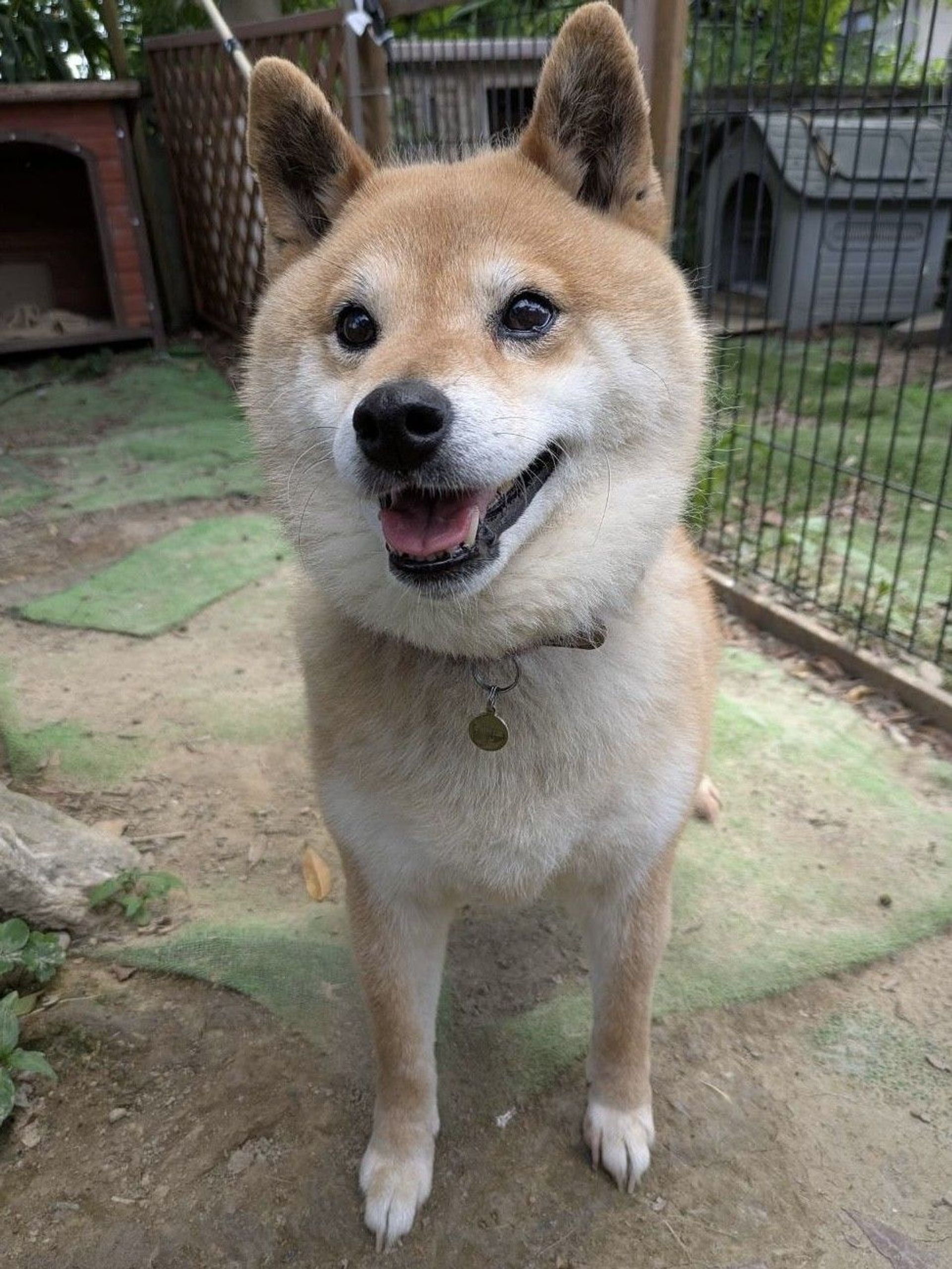雑種（ミックス犬）・メスの里親募集の写真