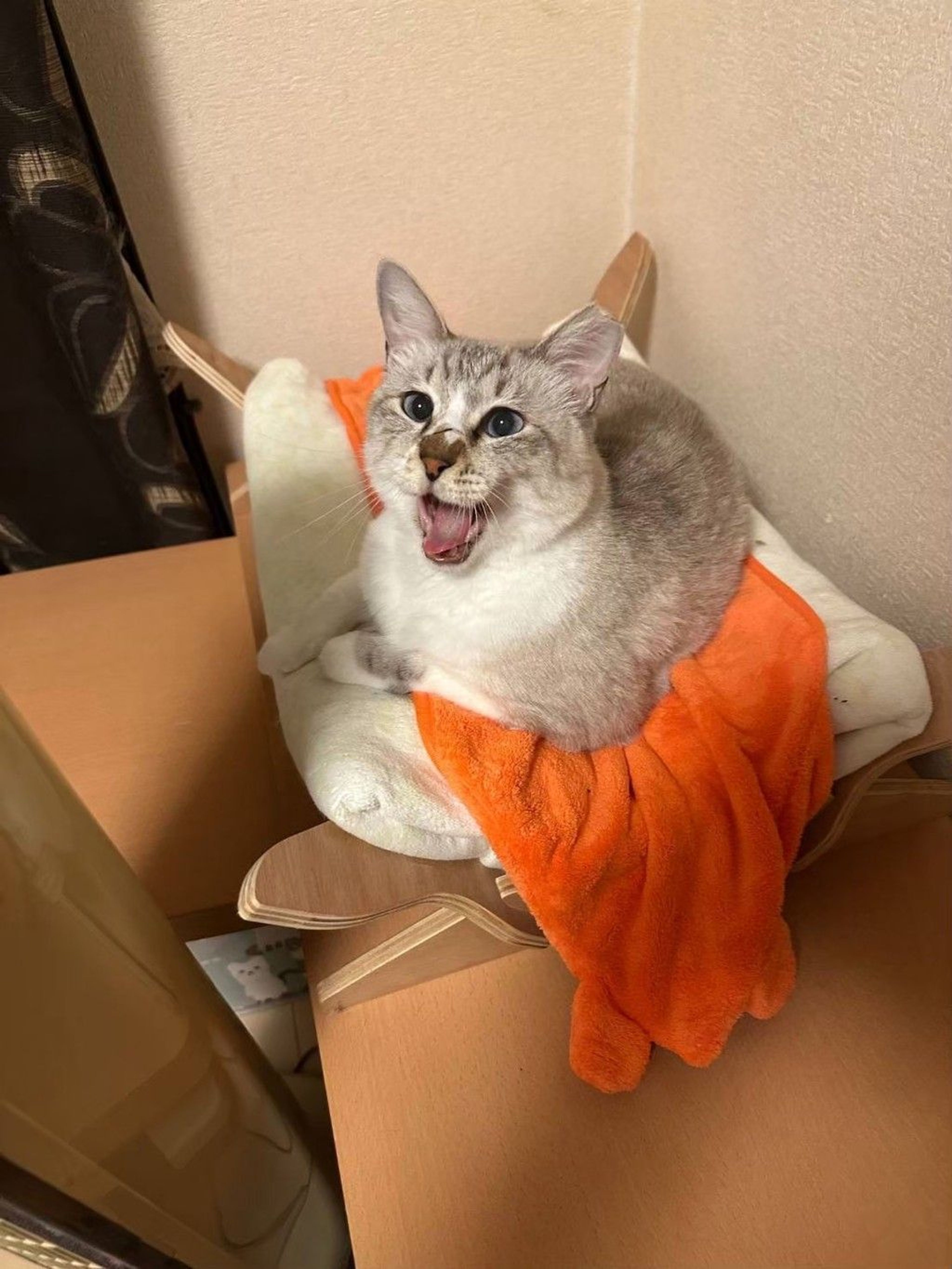 雑種（ミックス猫）・オスの里親募集の写真