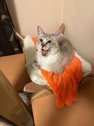 雑種（ミックス猫）・オスの里親募集の写真