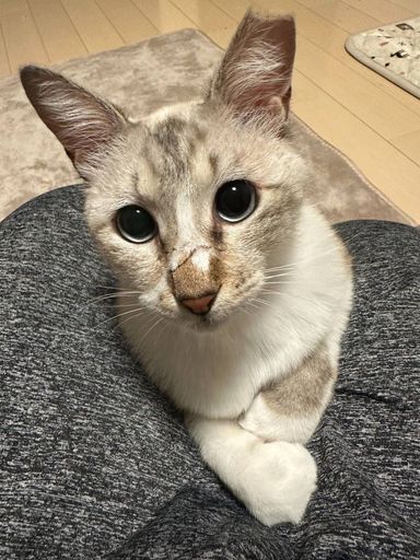 雑種（ミックス猫）・オスの里親募集の写真