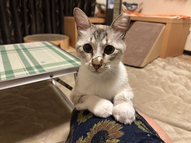 雑種（ミックス猫）・オスの里親募集の写真