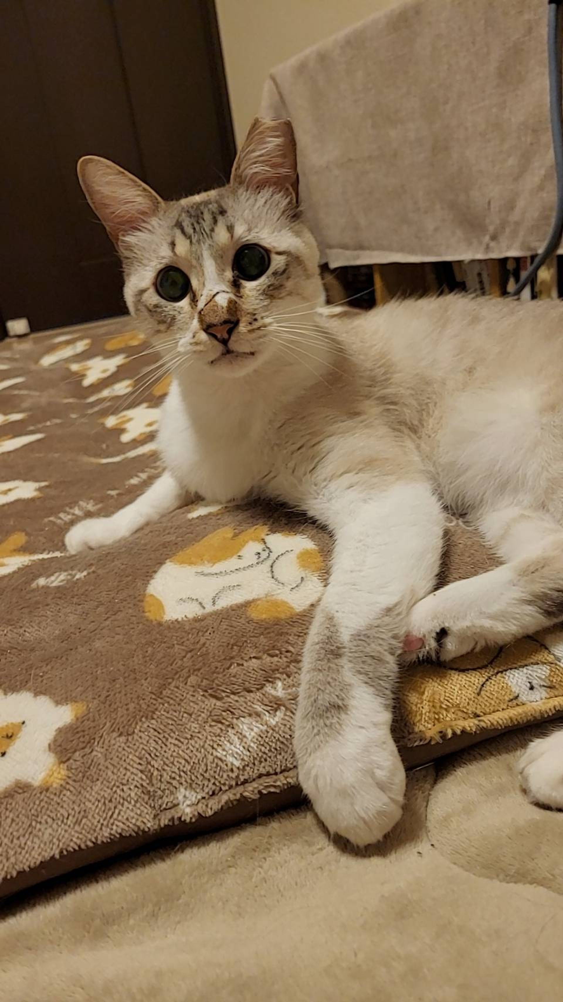 雑種（ミックス猫）・オスの里親募集の写真