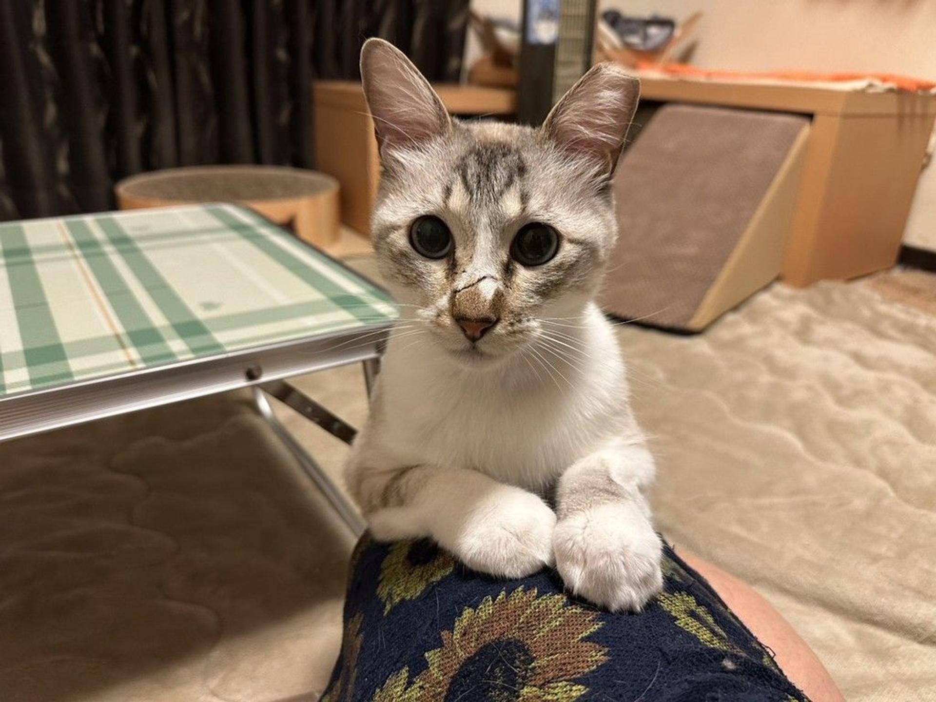 pet-image-2