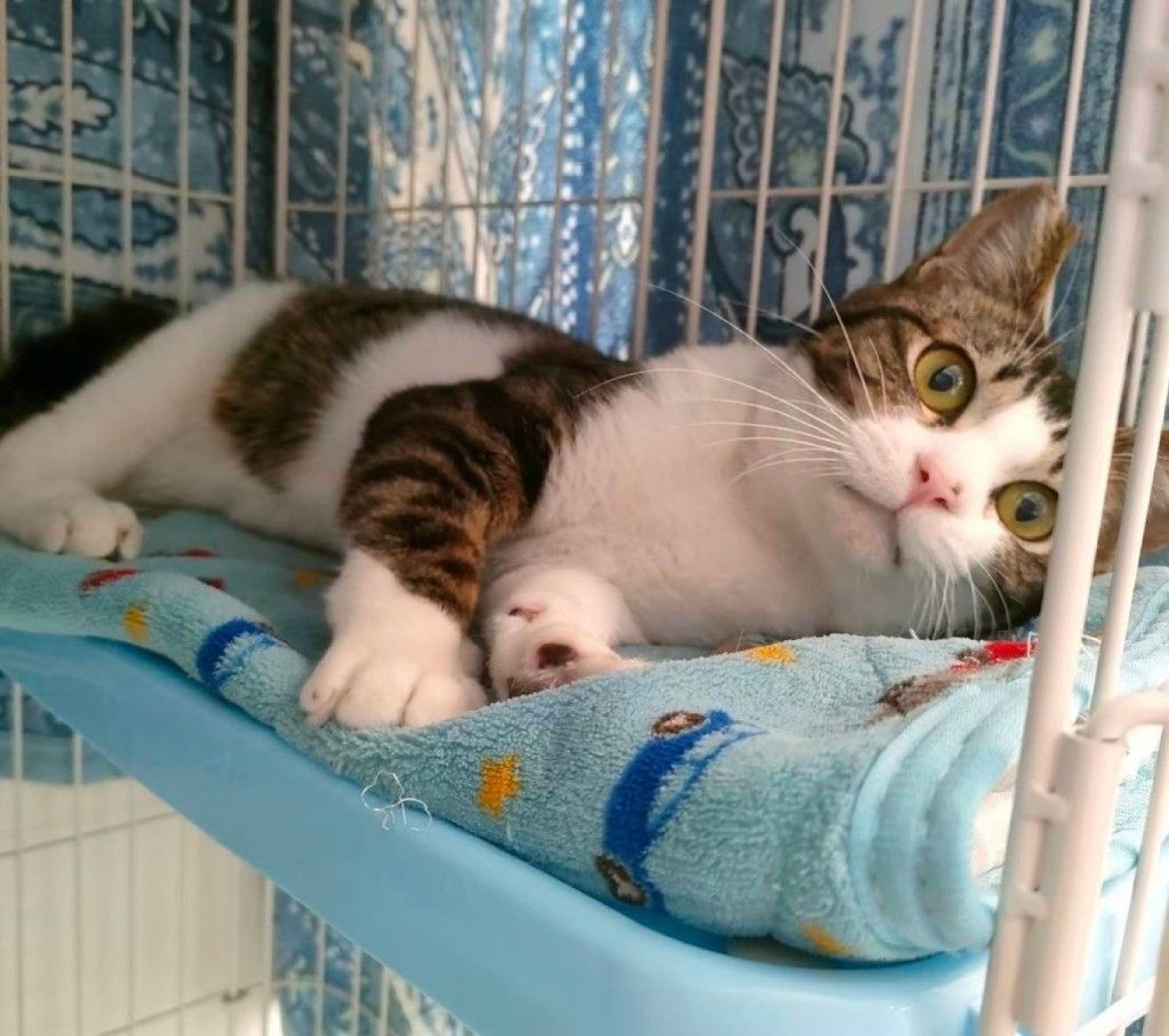 雑種（ミックス猫）・オスの里親募集の写真