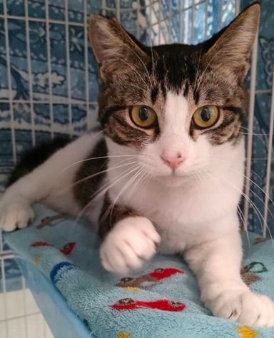 雑種（ミックス猫）・オスの里親募集の写真