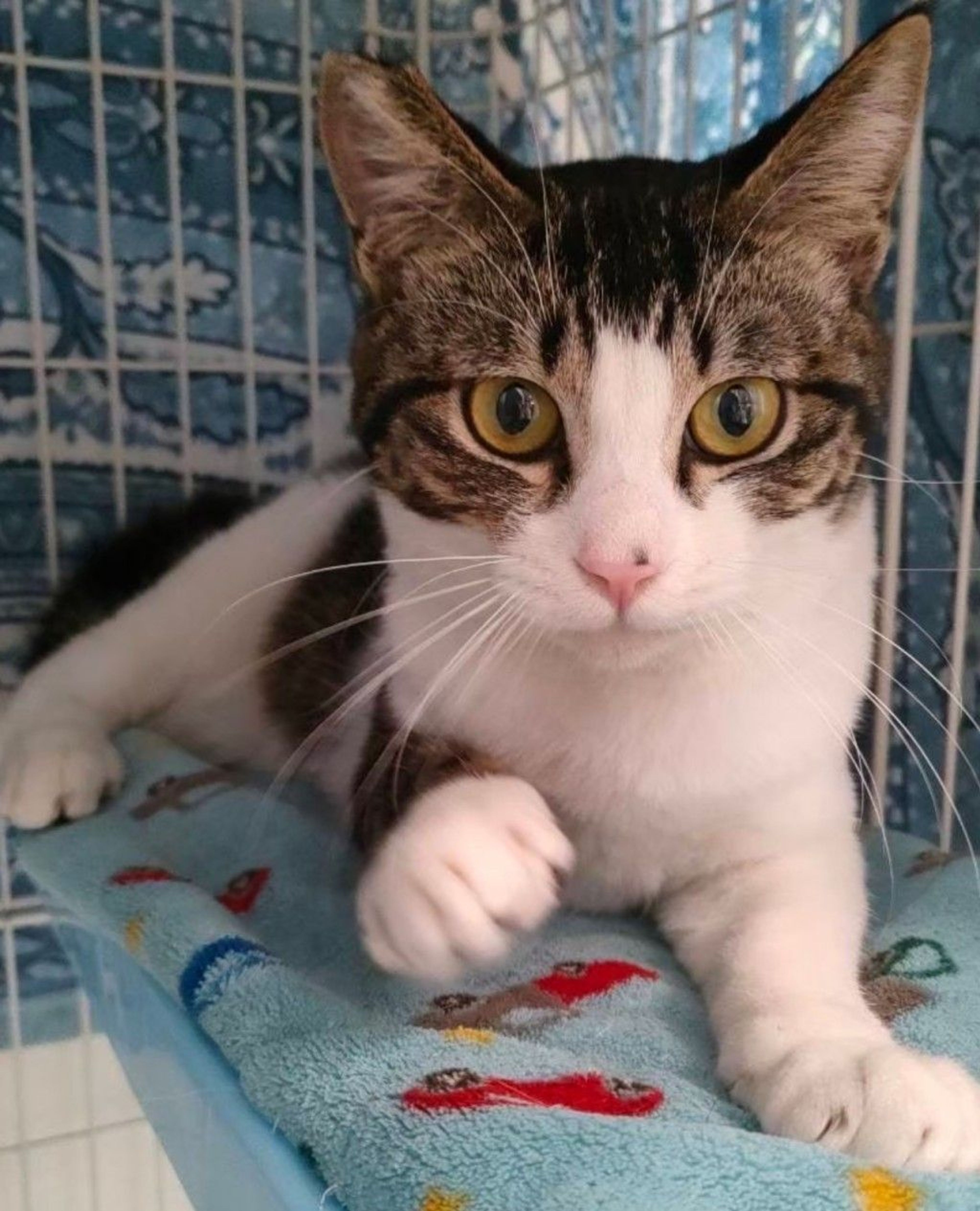 雑種（ミックス猫）・オスの里親募集の写真