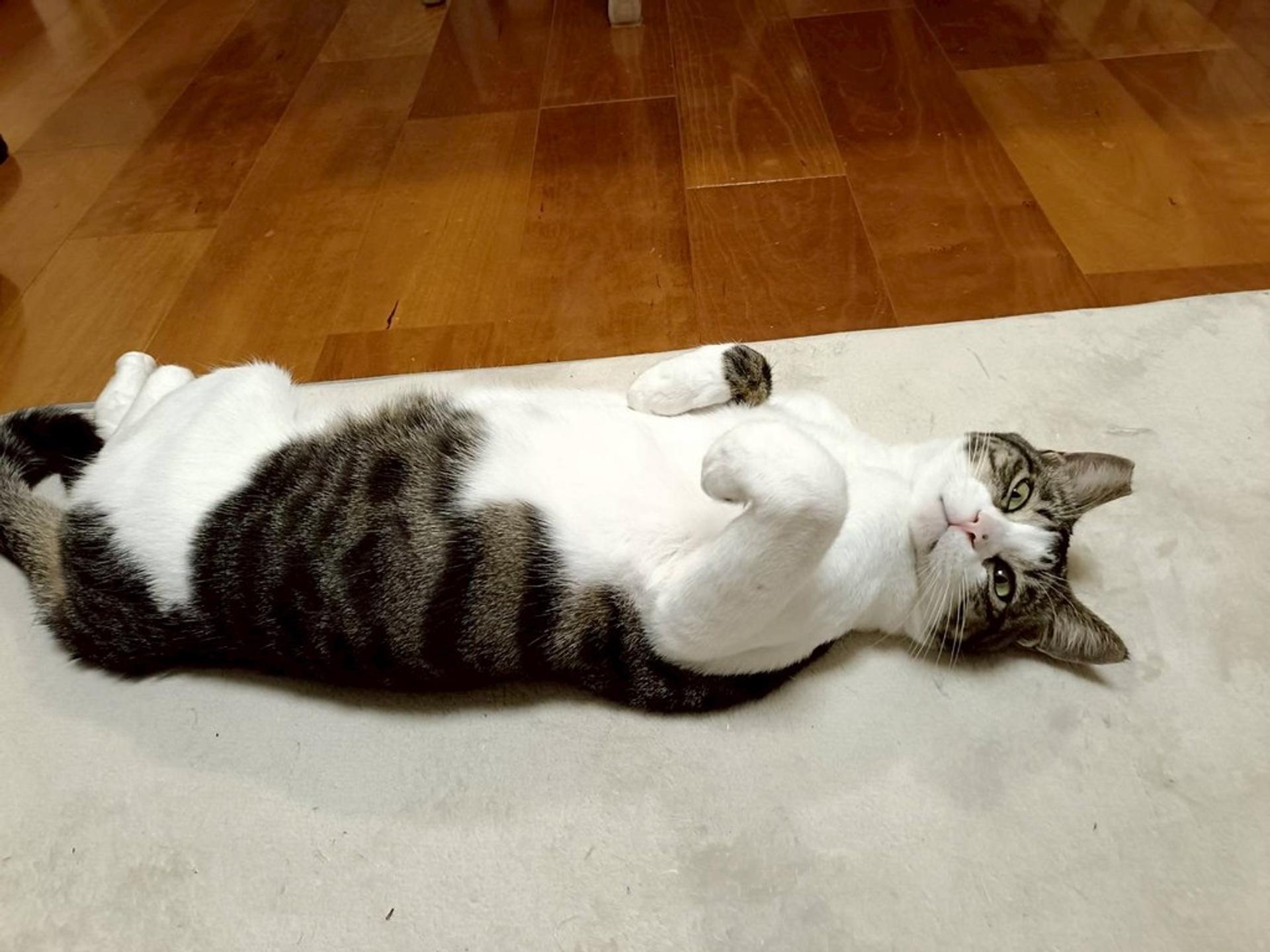 pet-image-3