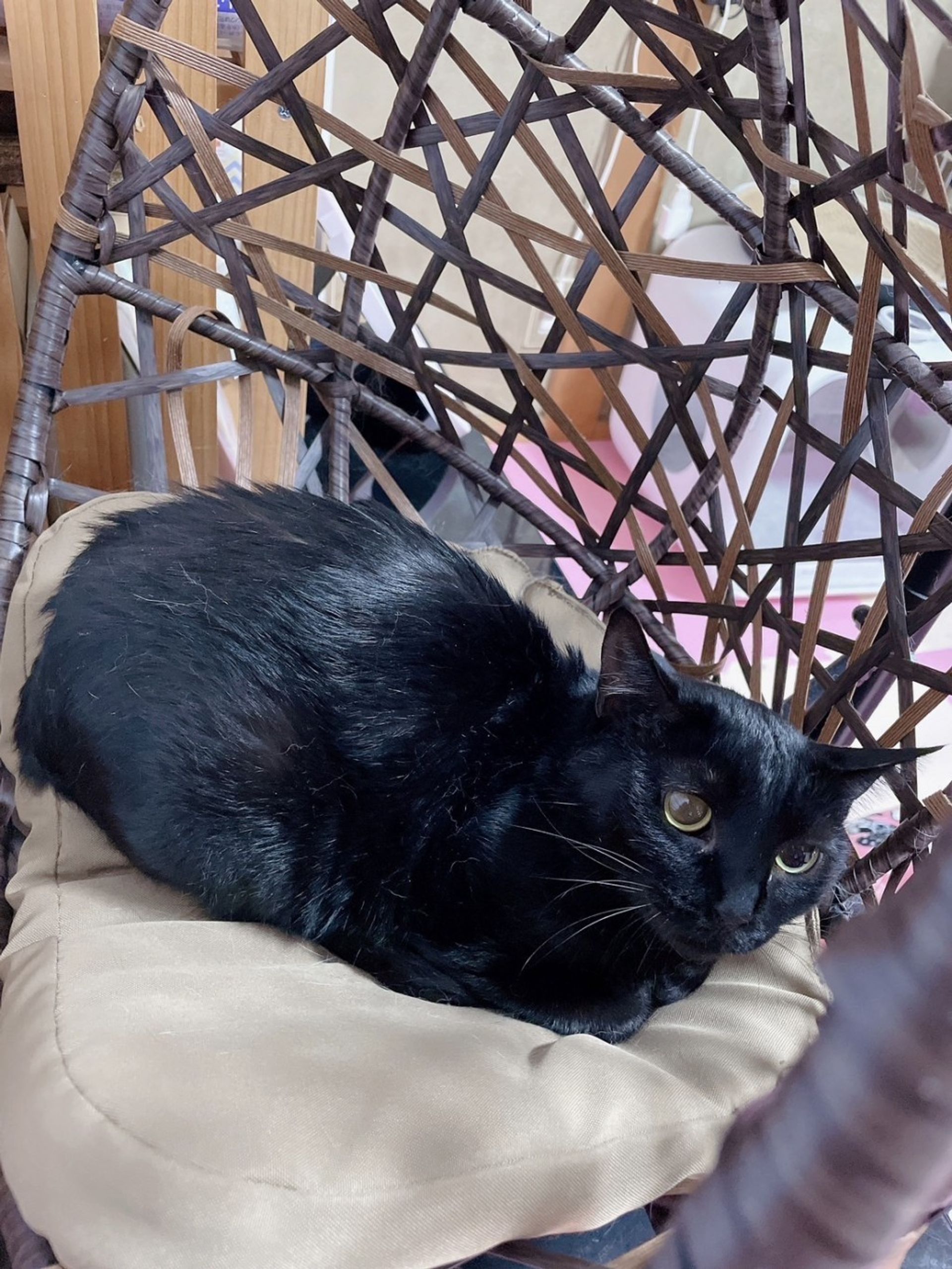 雑種（ミックス猫）・メスの里親募集の写真