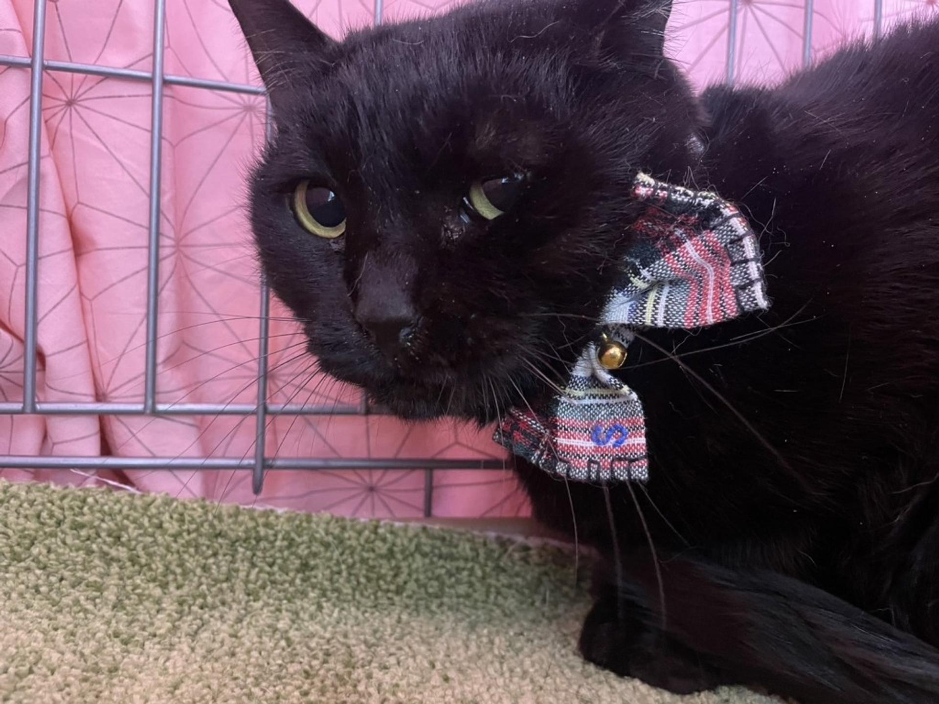 pet-image-2