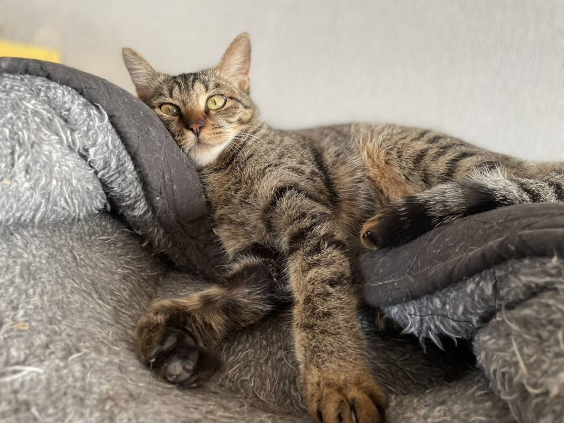 雑種（ミックス猫）・メスの里親募集の写真