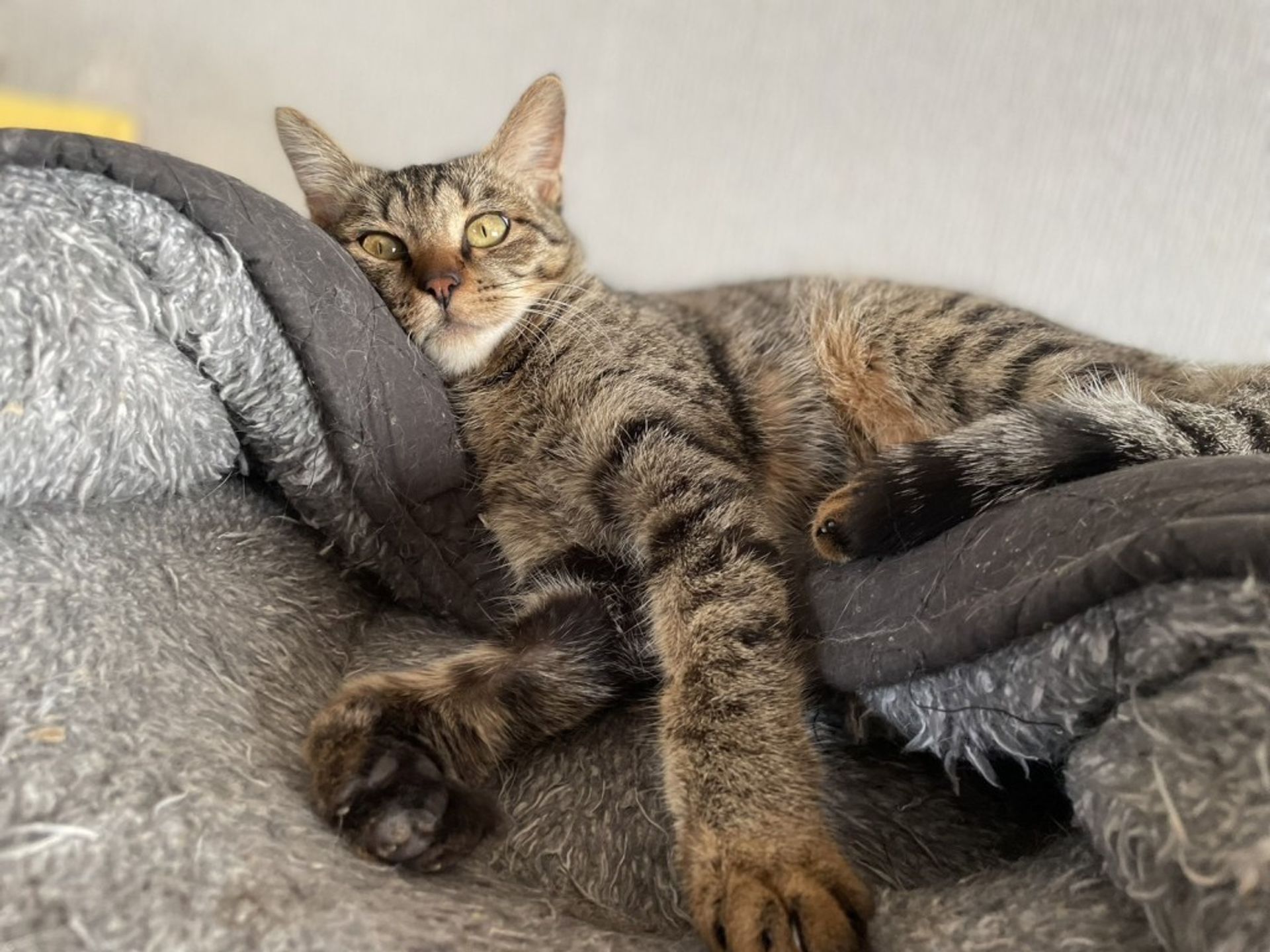 雑種（ミックス猫）・メスの里親募集の写真