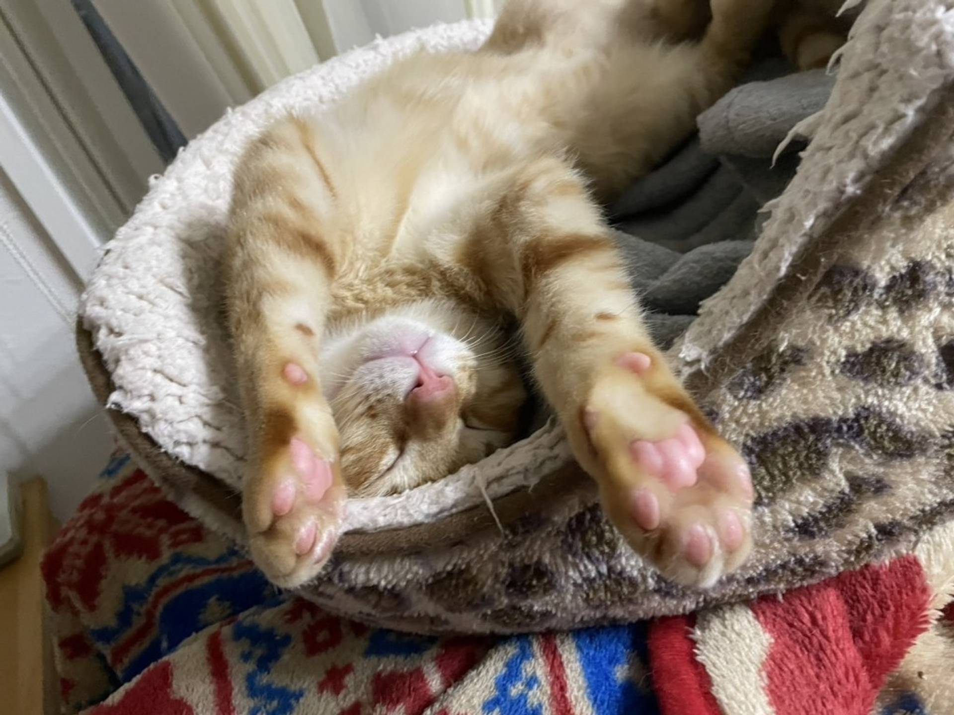 雑種（ミックス猫）・オスの里親募集の写真