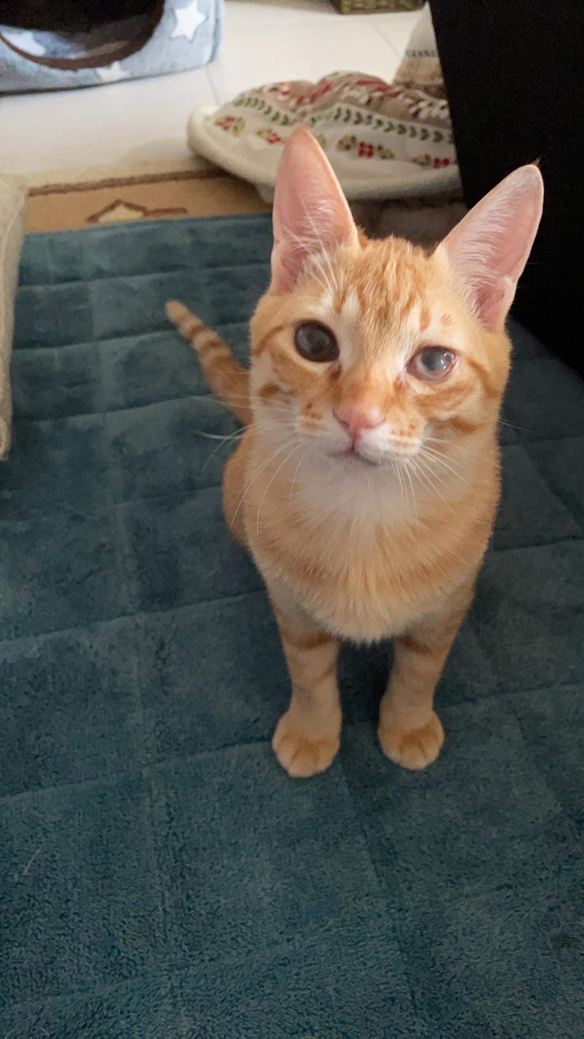 pet-image-2