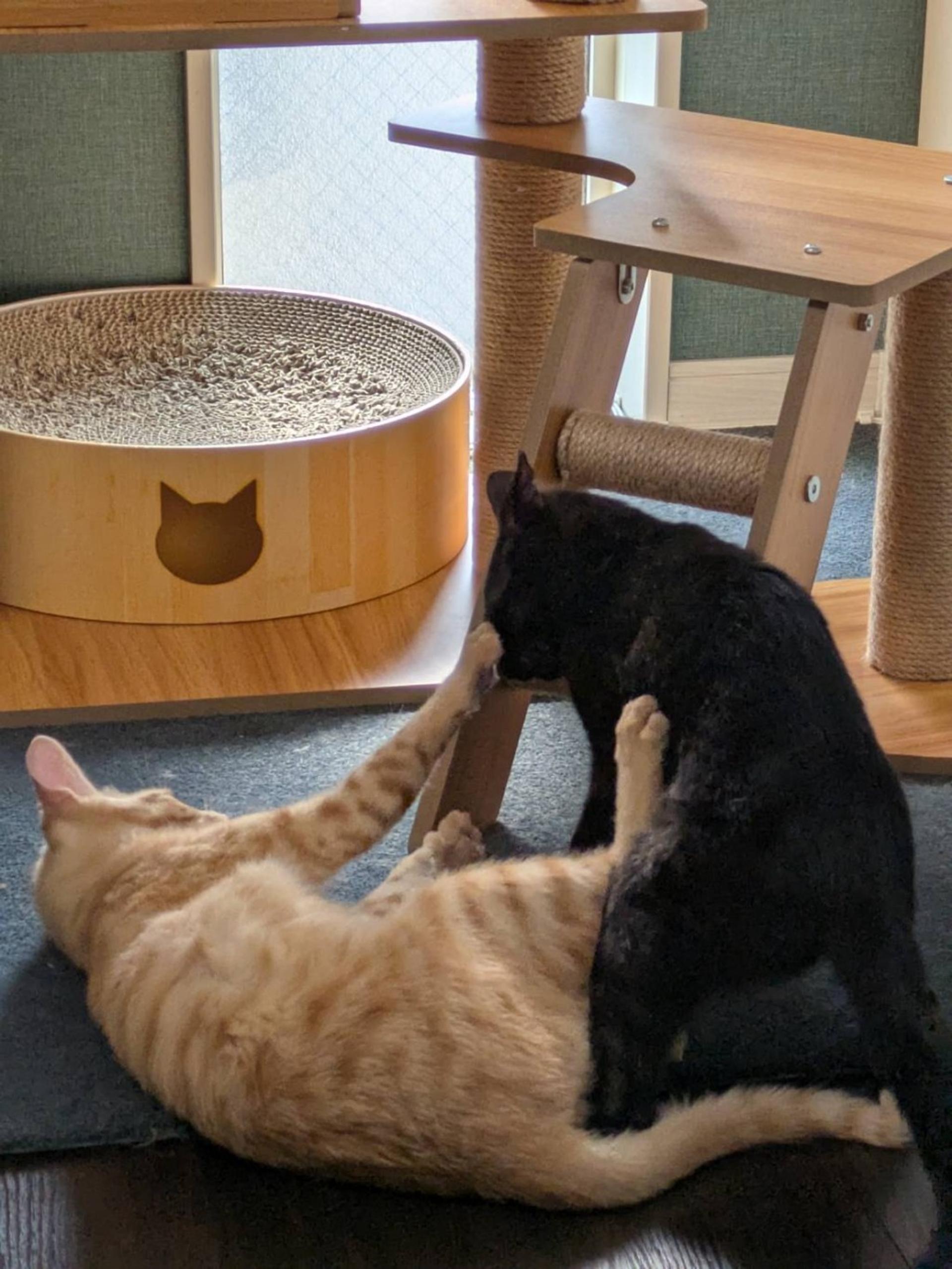 pet-image-3