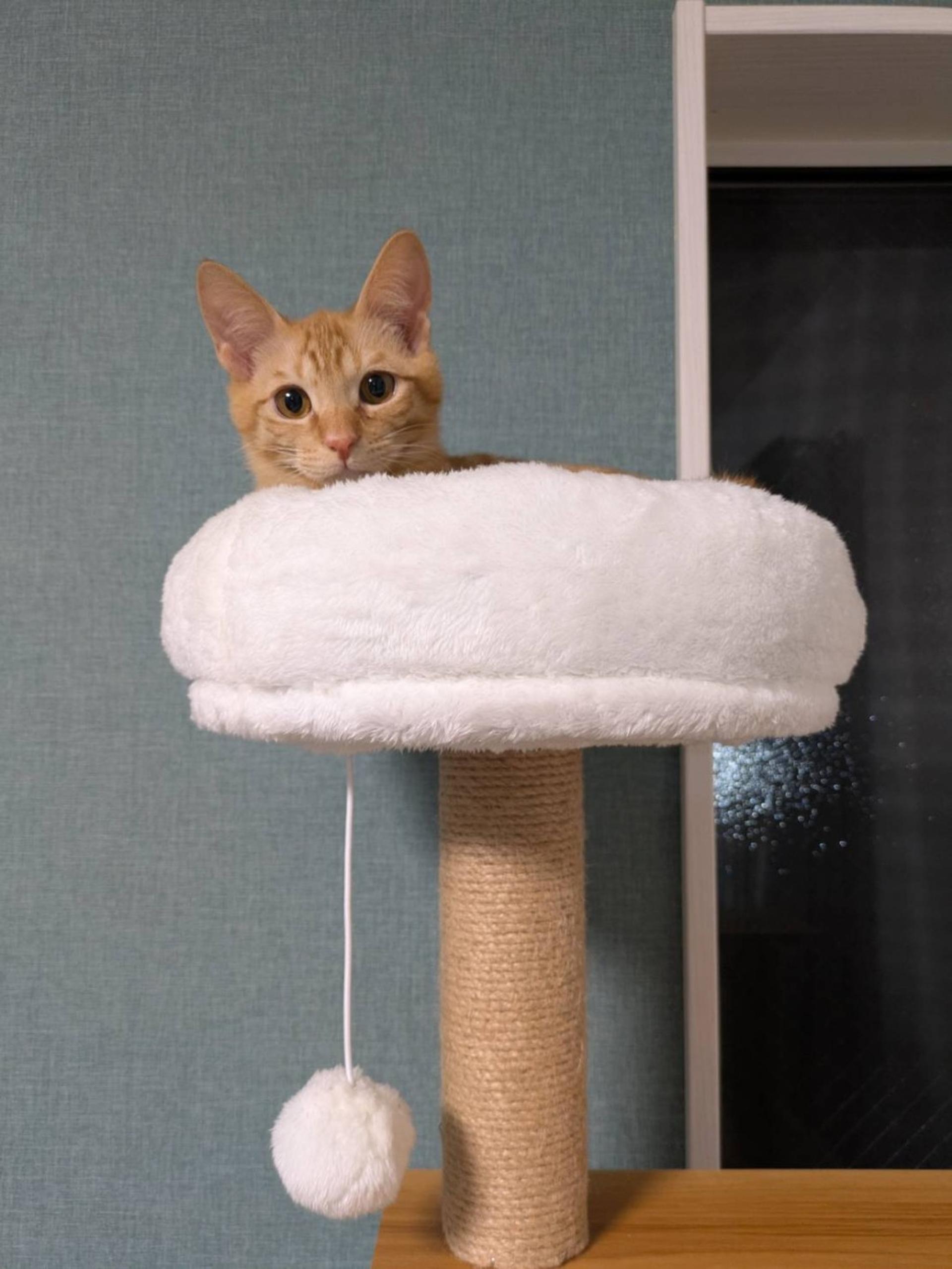 pet-image-5