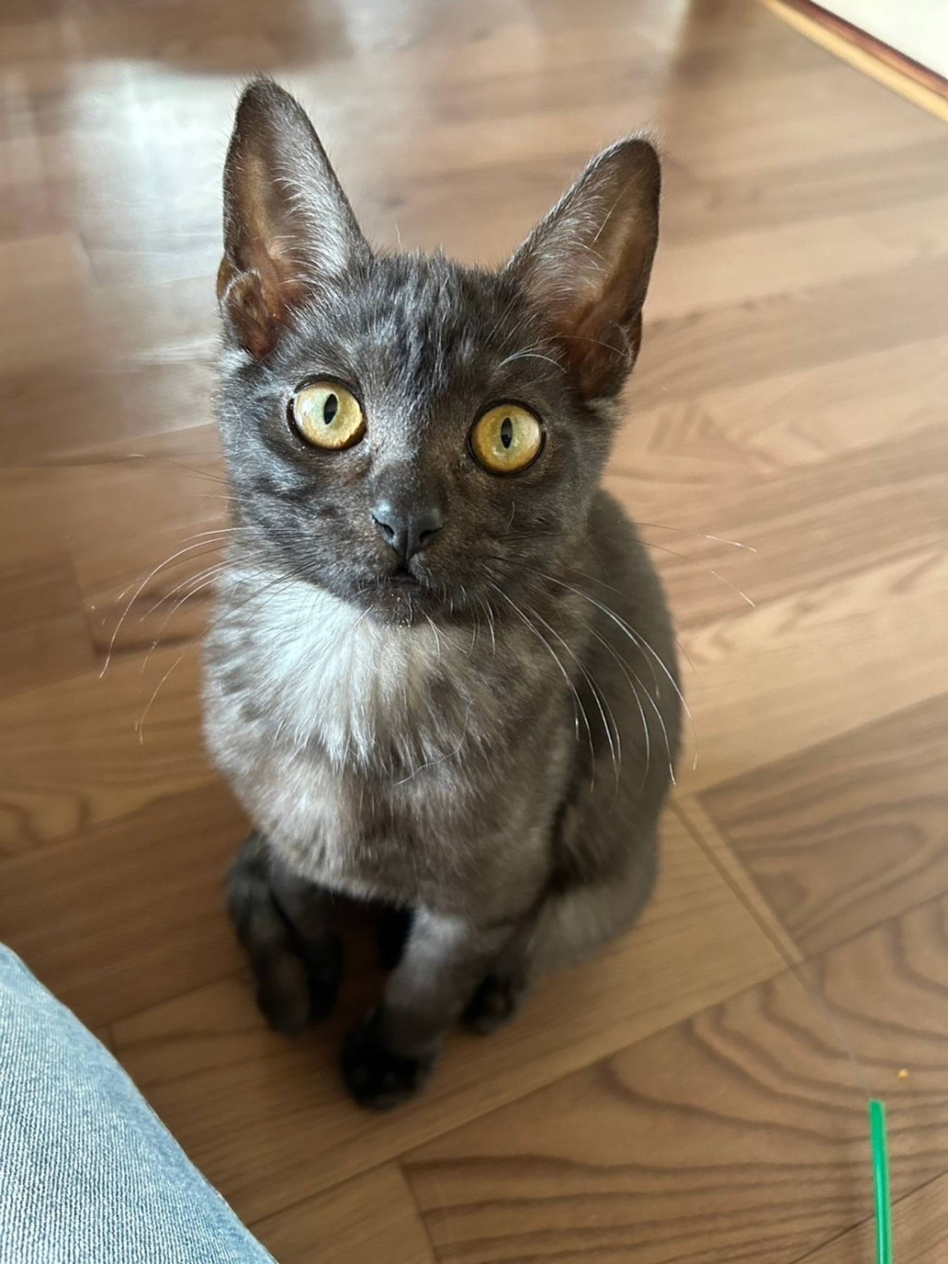 雑種（ミックス猫）・オスの里親募集の写真