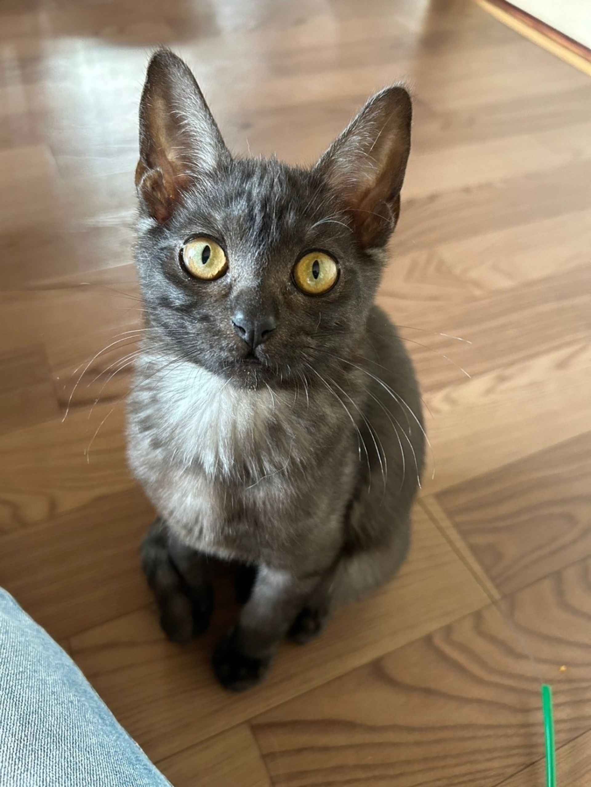 雑種（ミックス猫）・オスの里親募集の写真
