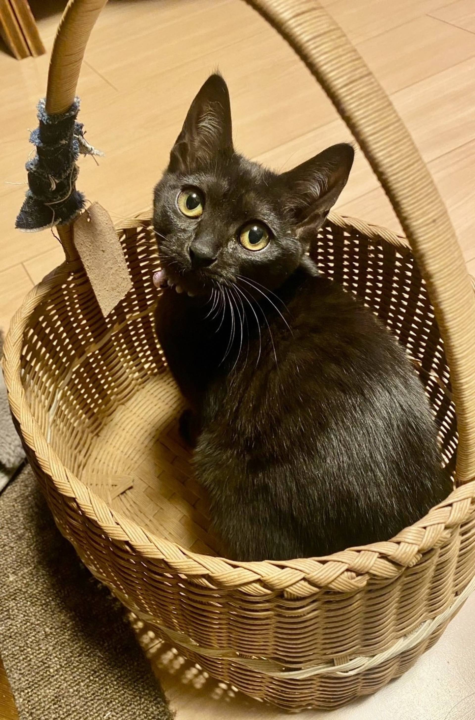 雑種（ミックス猫）・メスの里親募集の写真