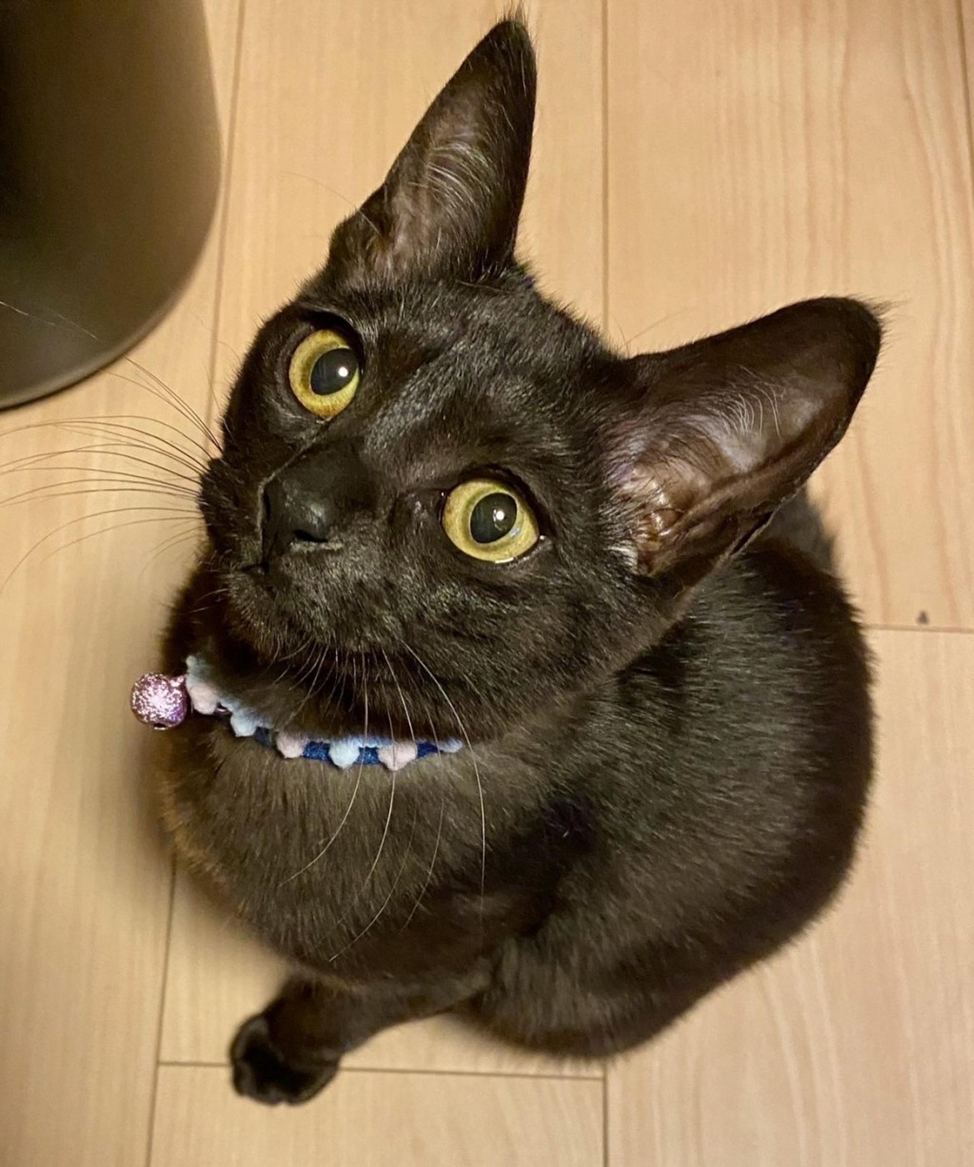 pet-image-3