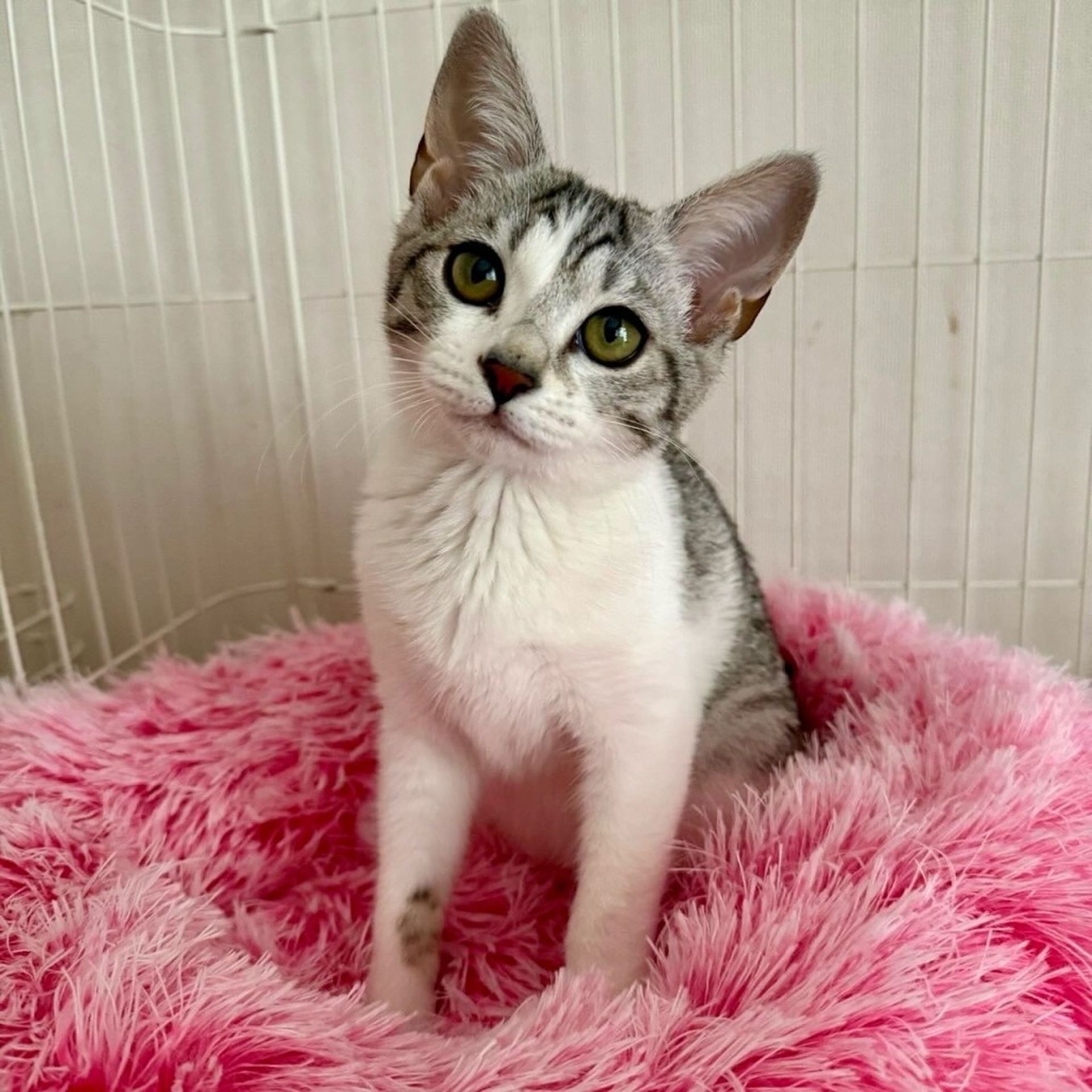 雑種（ミックス猫）・メスの里親募集の写真