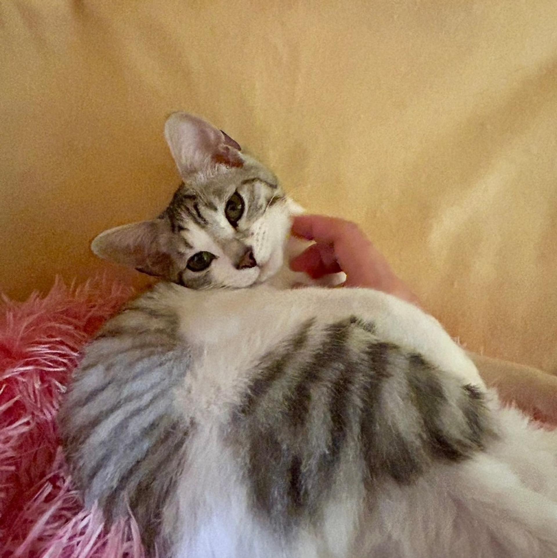 pet-image-6