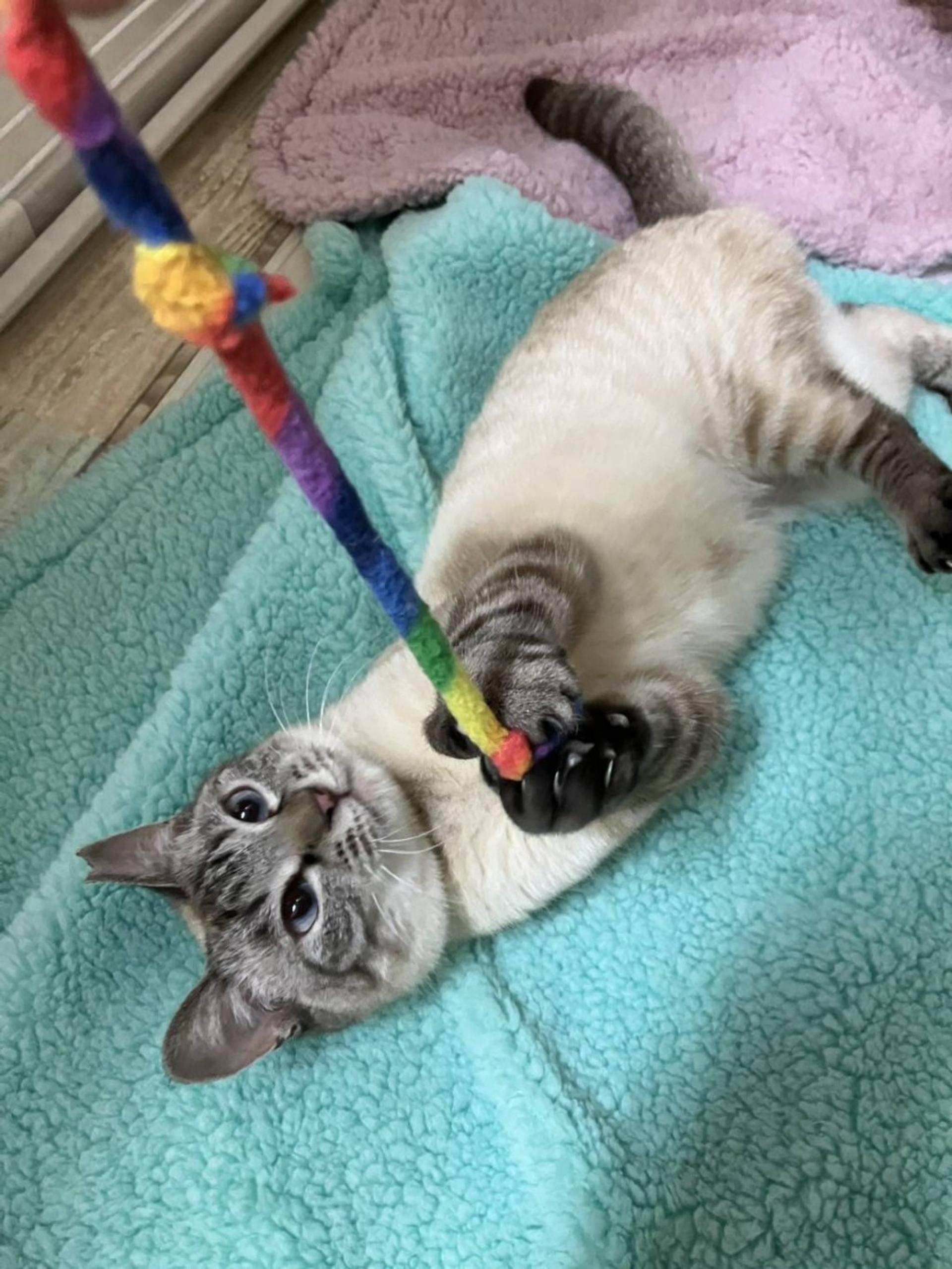 pet-image-2