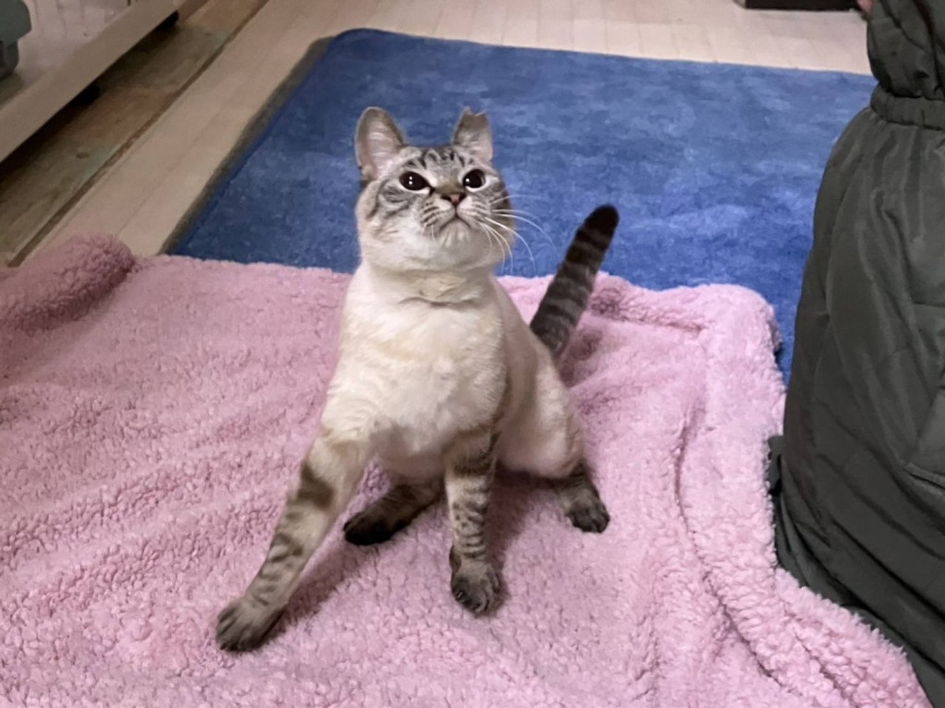 雑種（ミックス猫）・メスの里親募集の写真