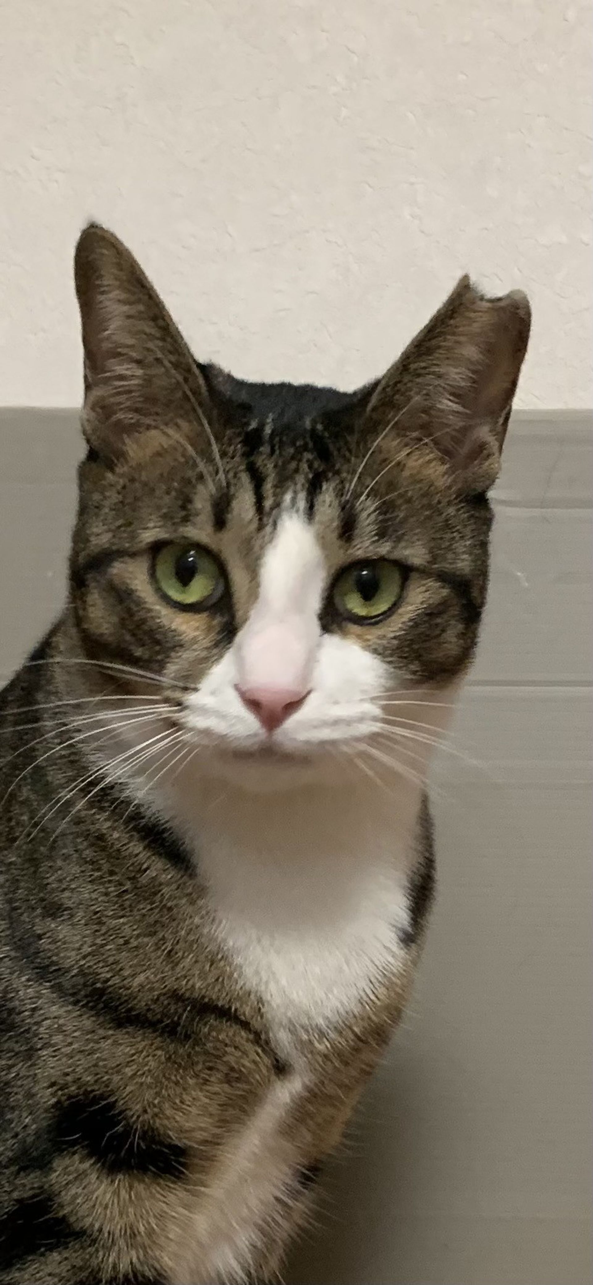 雑種（ミックス猫）・メスの里親募集の写真