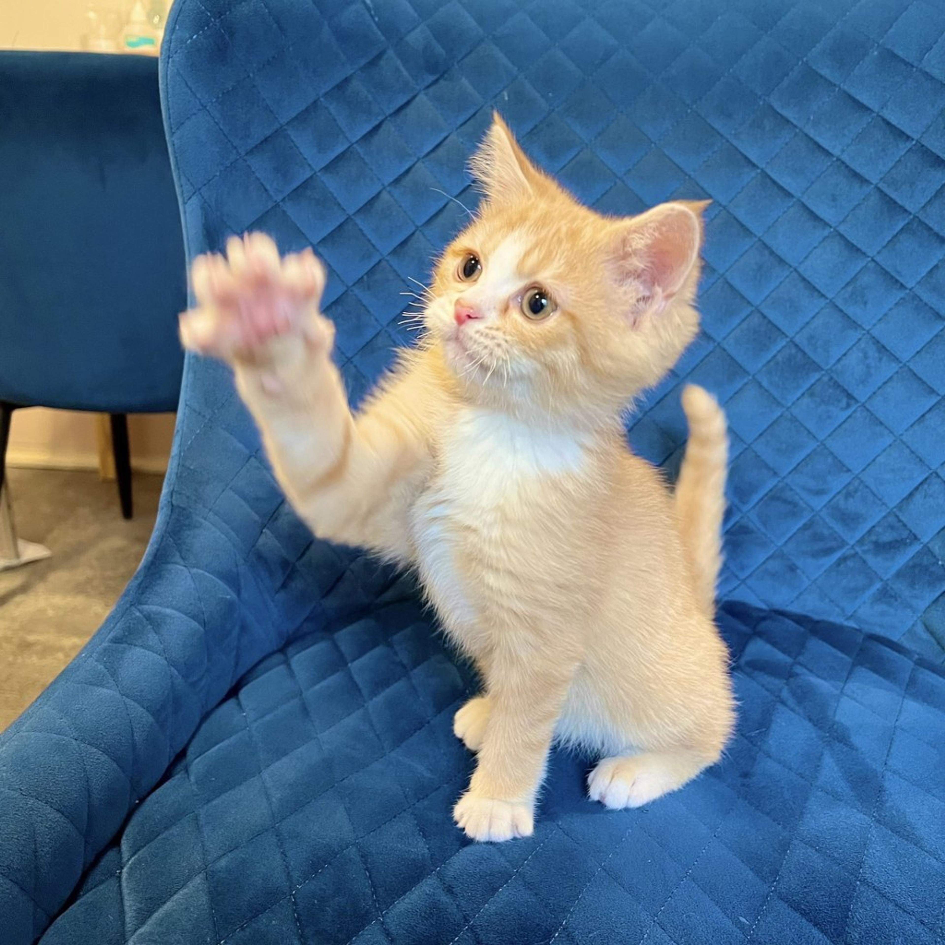 pet-image-2