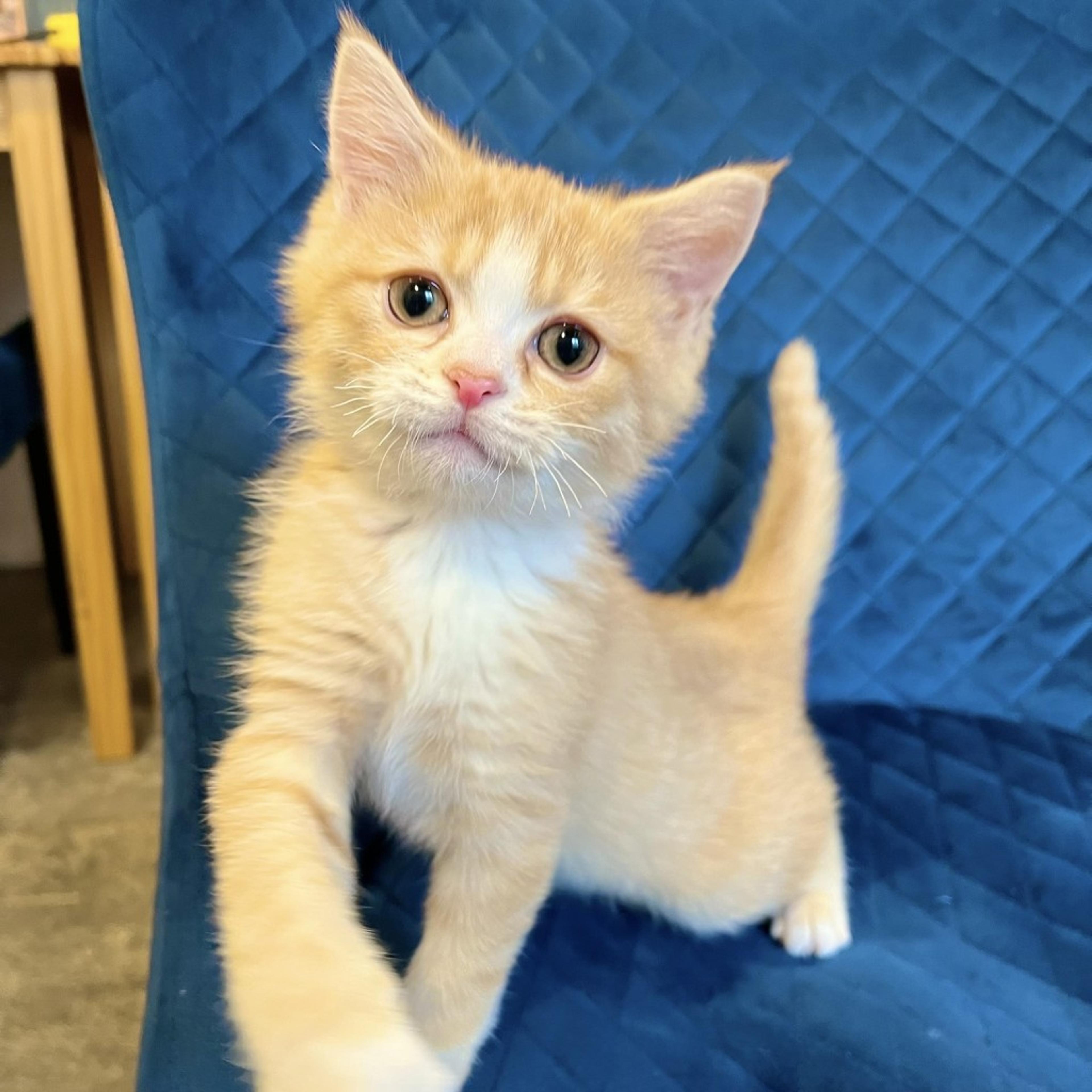 pet-image-3