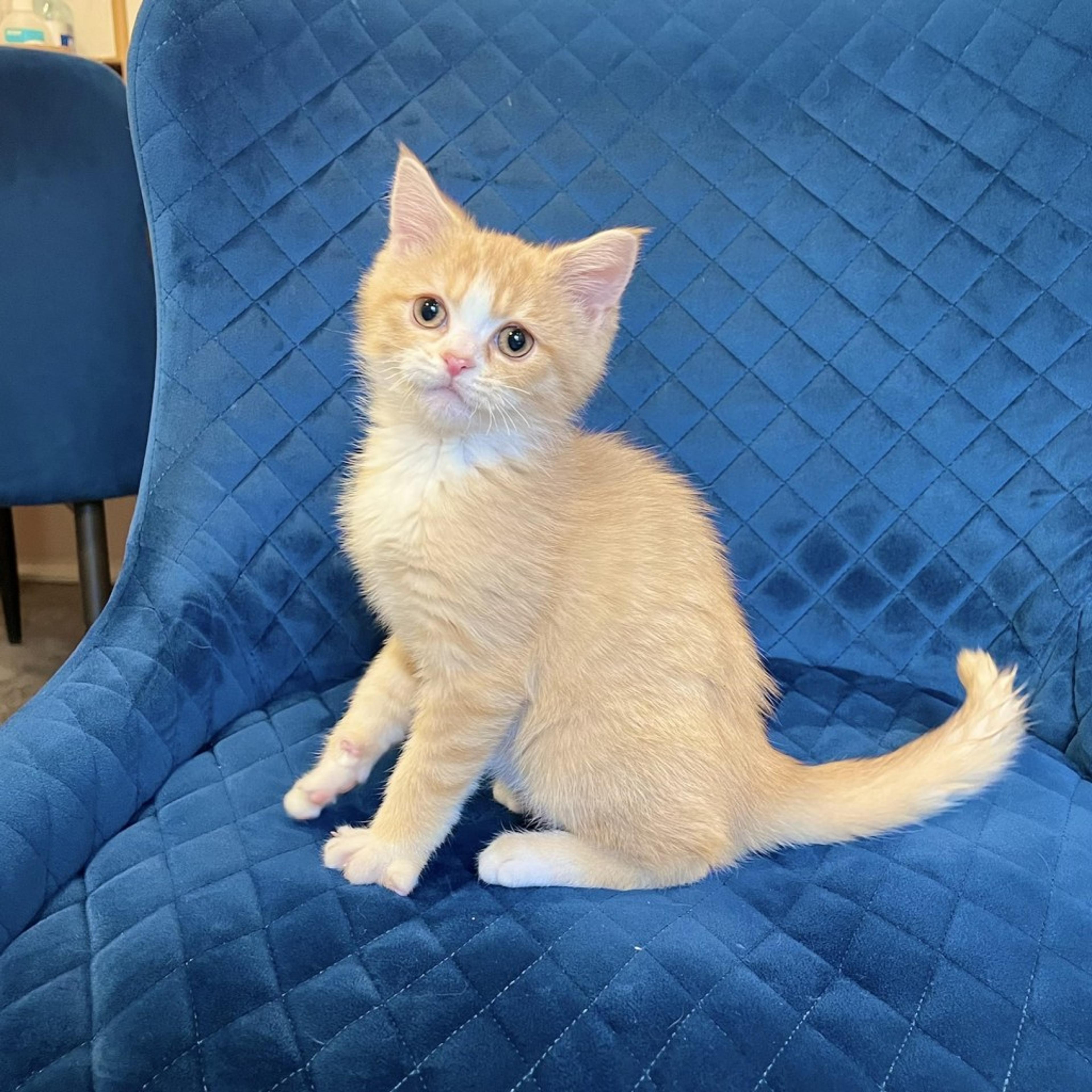 pet-image-6
