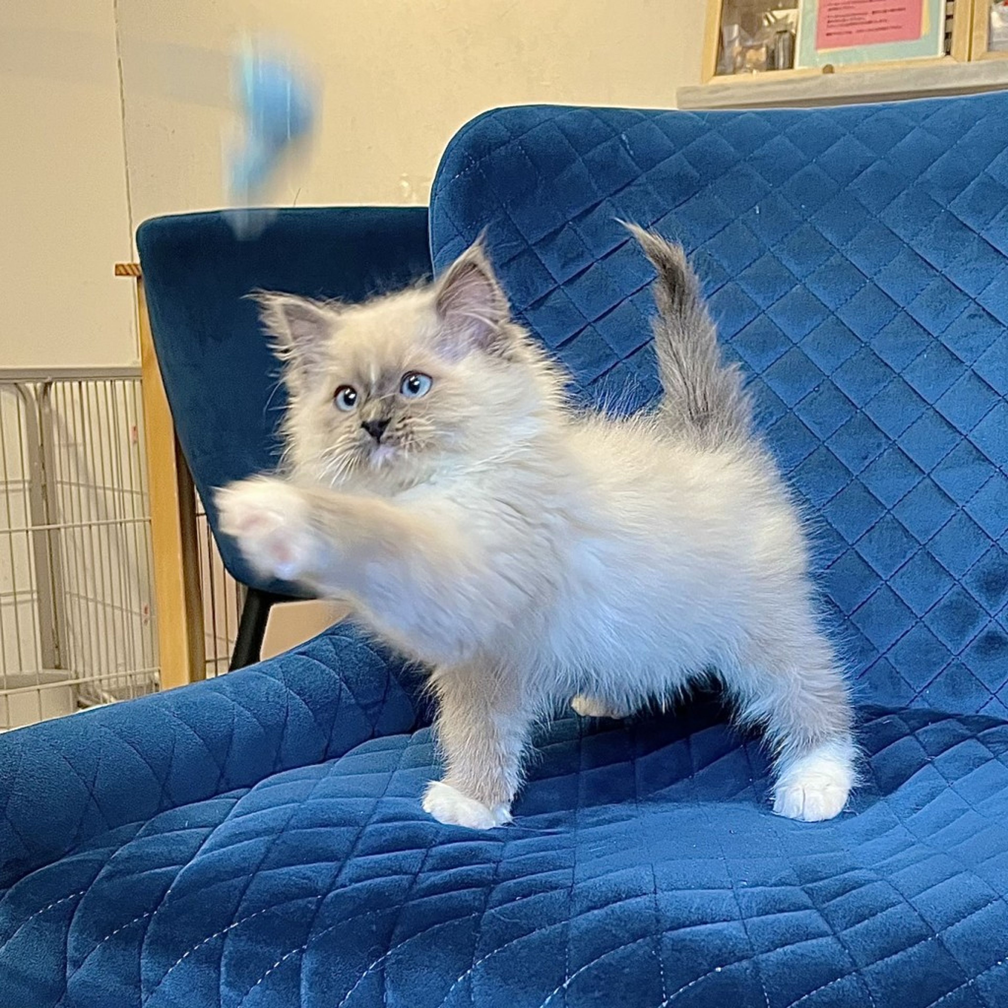 pet-image-6