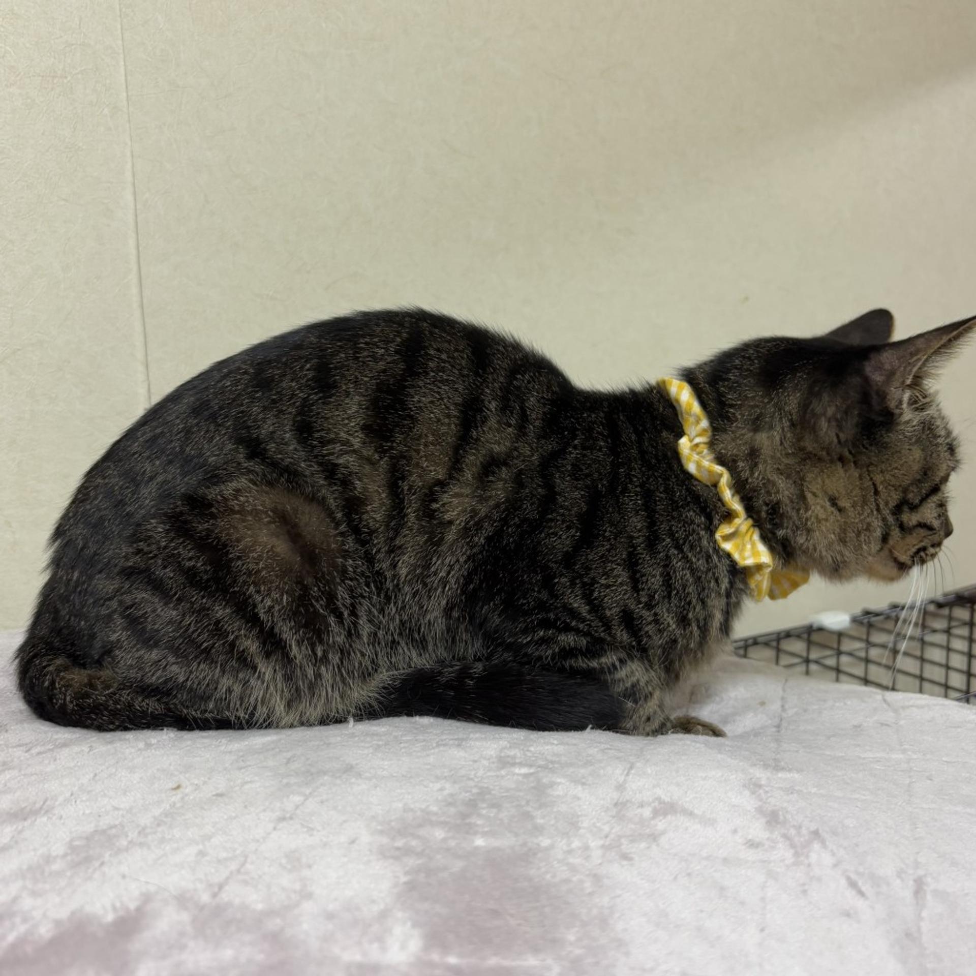 pet-image-4