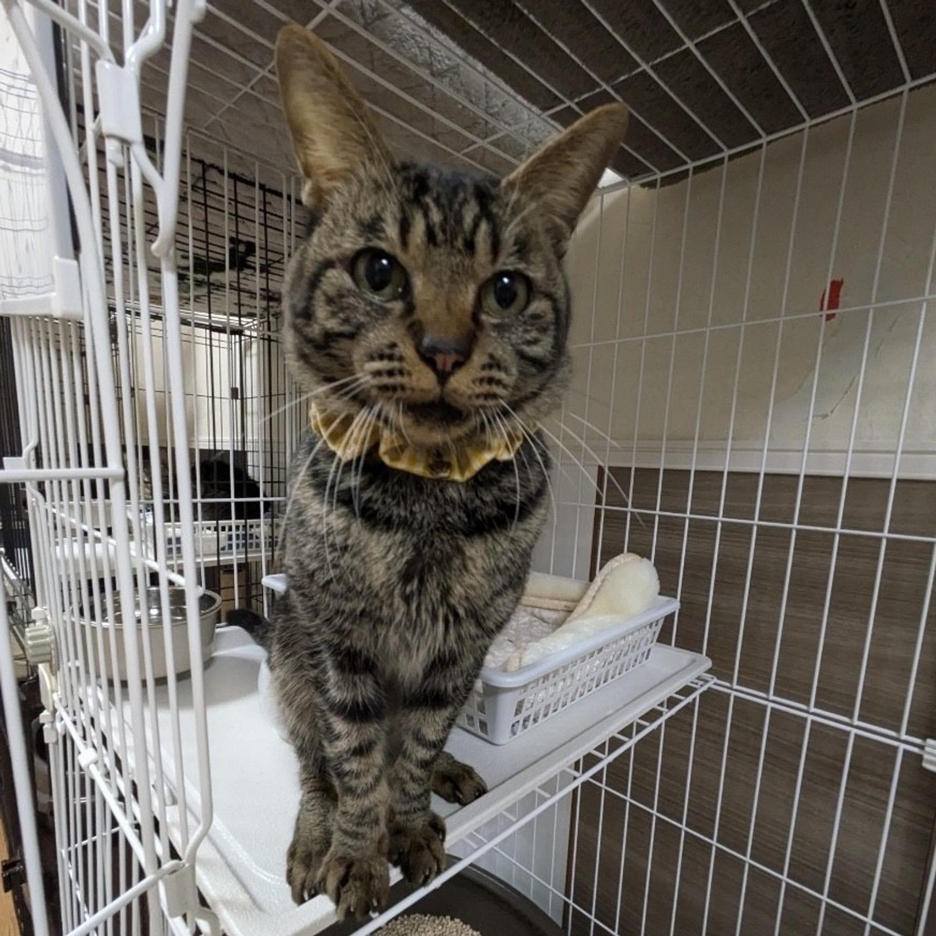 pet-image-2