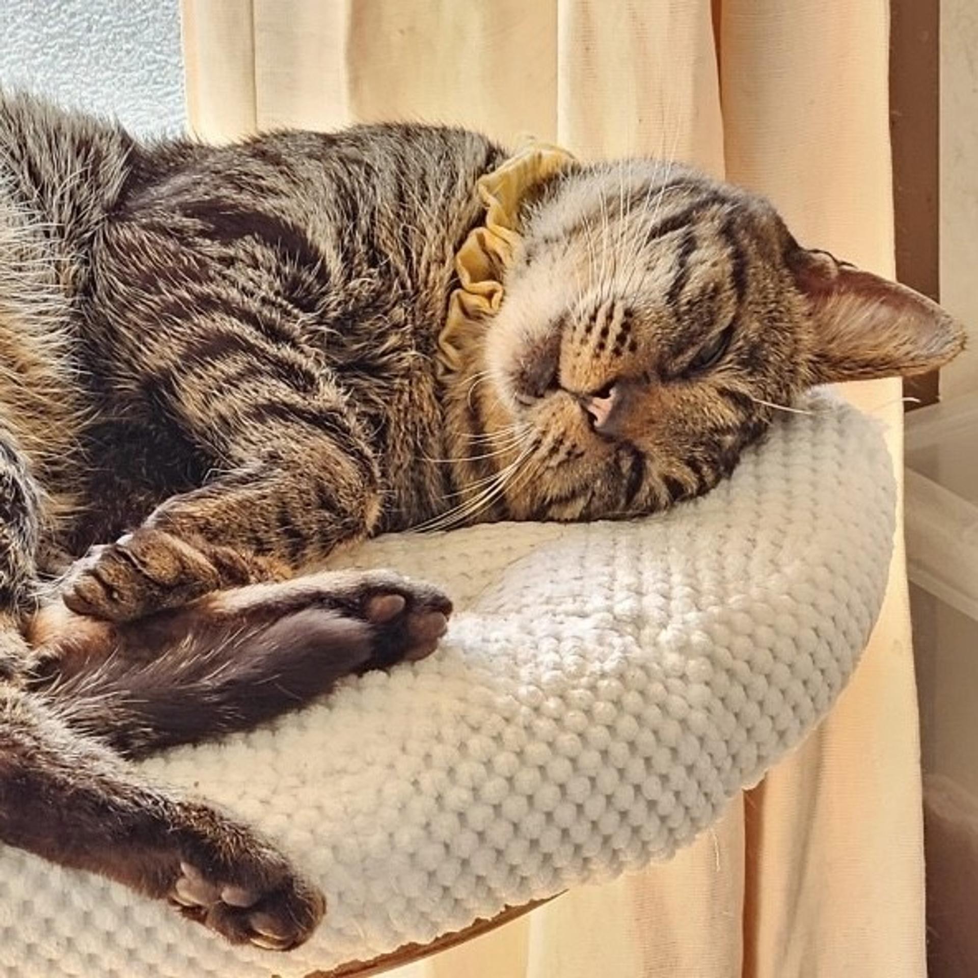 pet-image-3