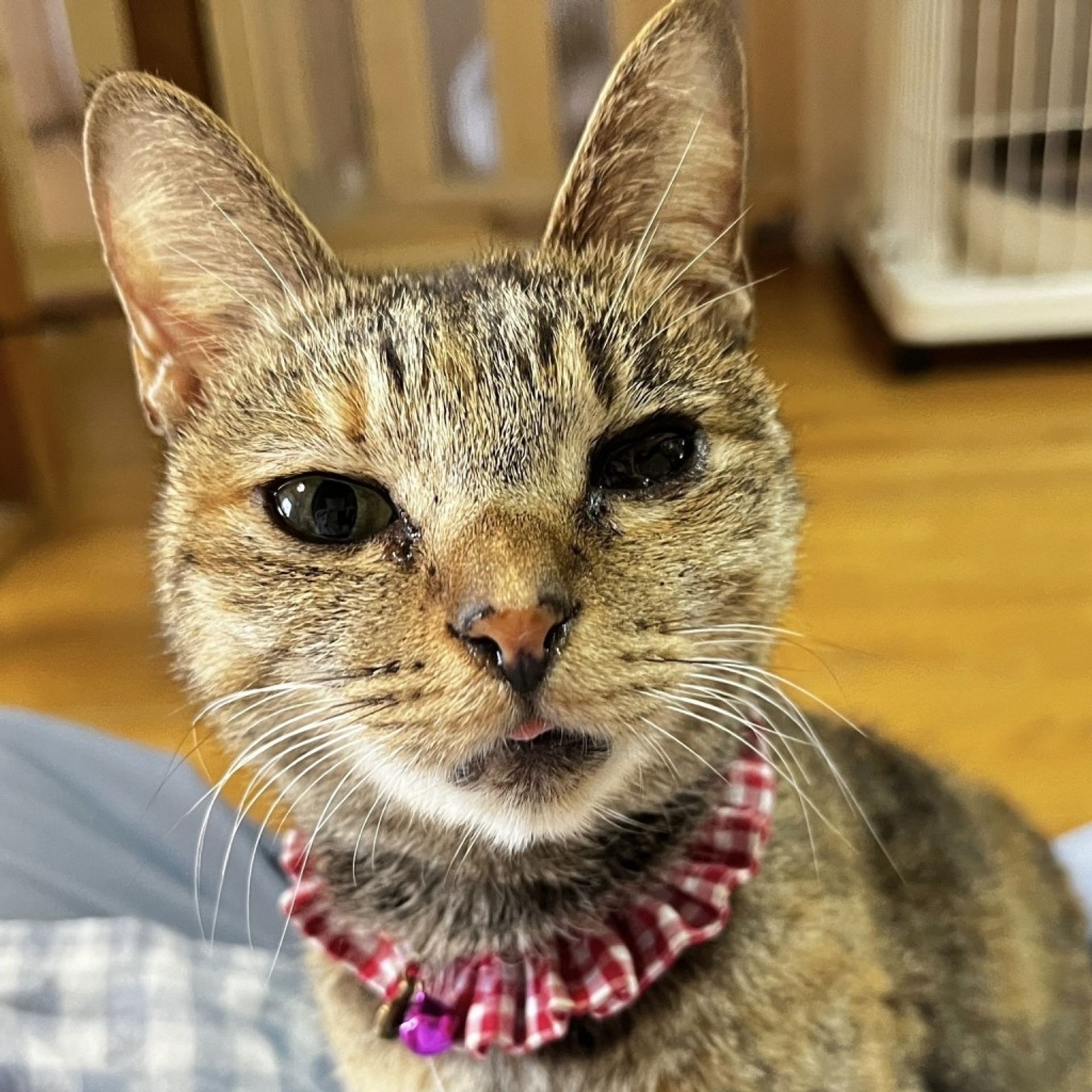 雑種（ミックス猫）・メスの里親募集の写真