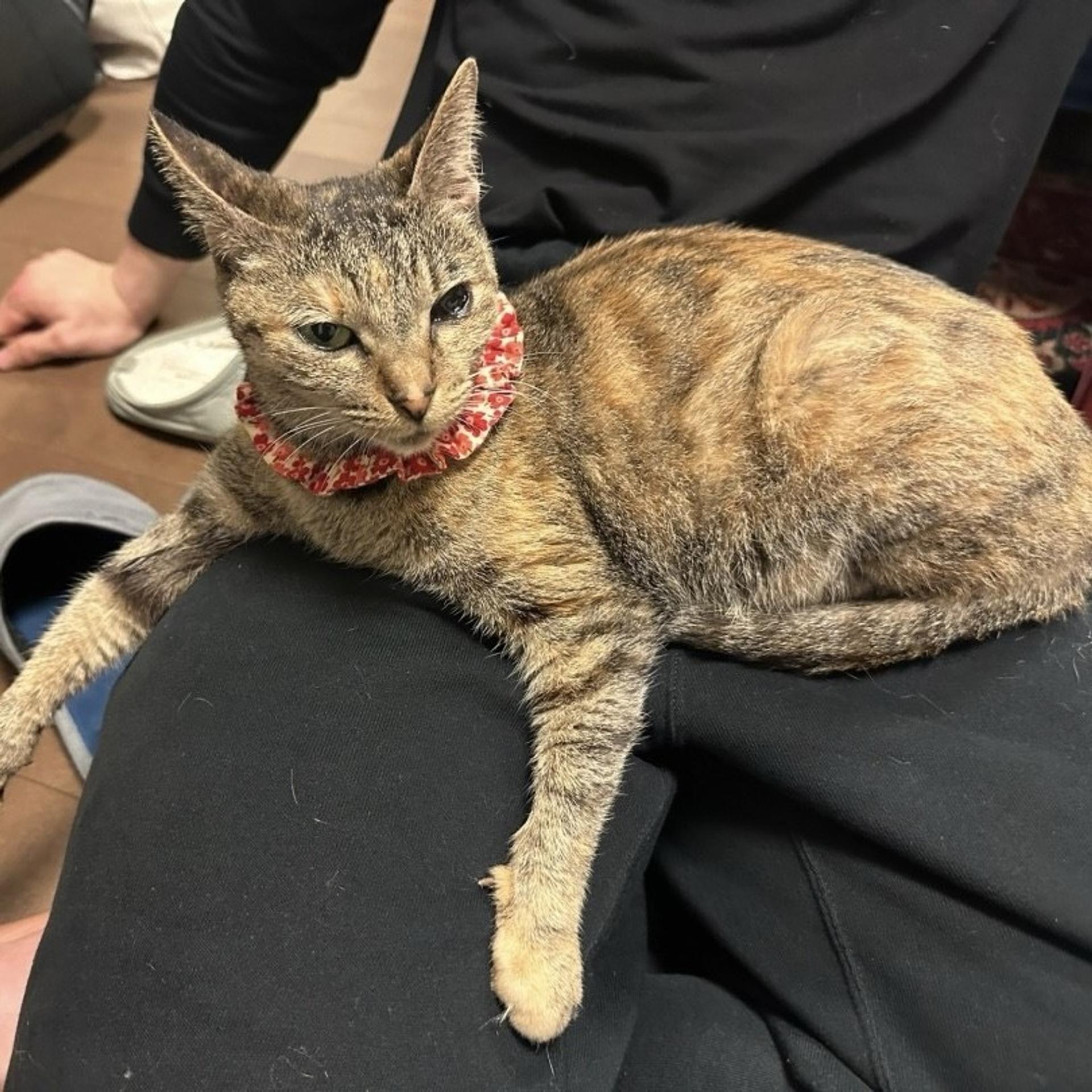 pet-image-6