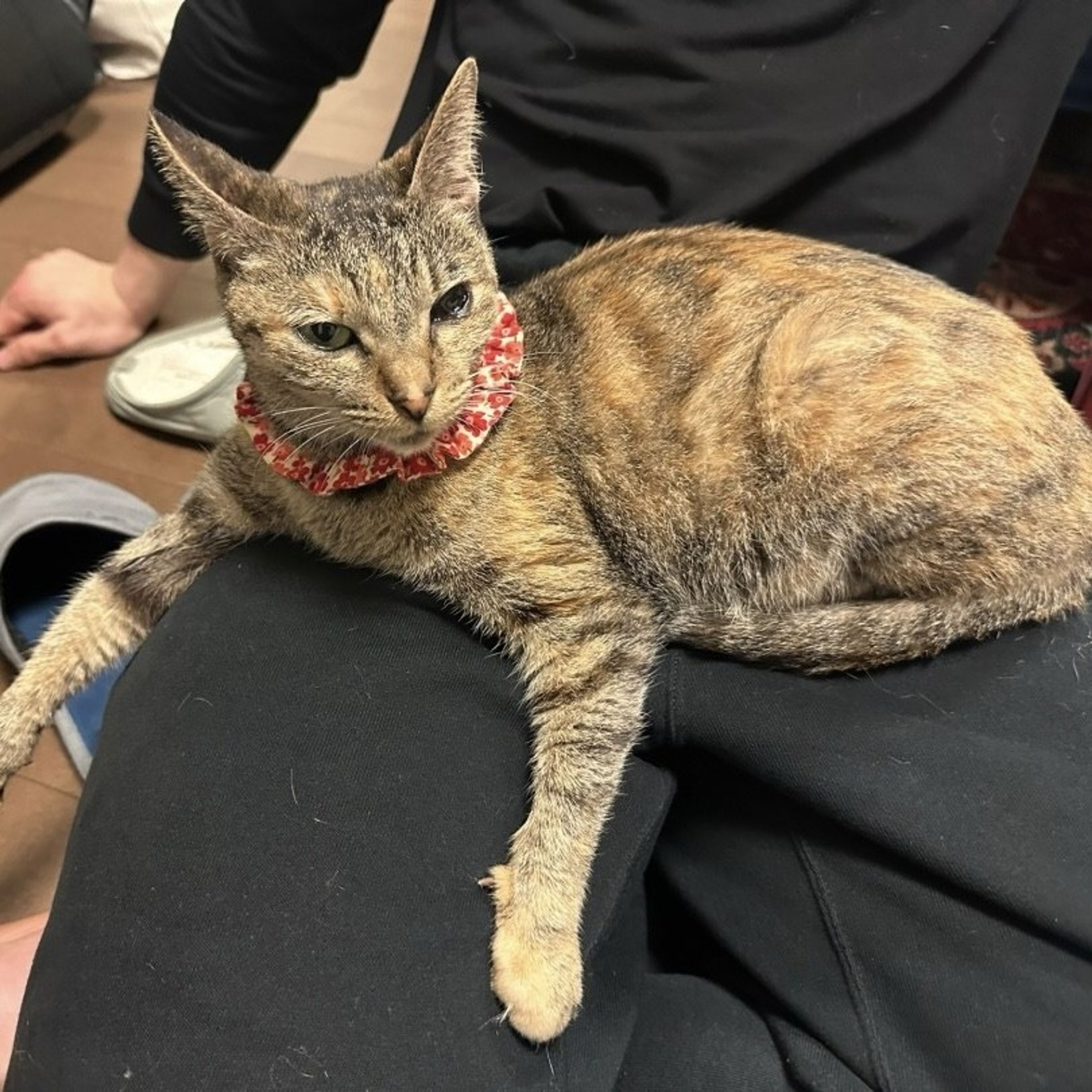pet-image-6