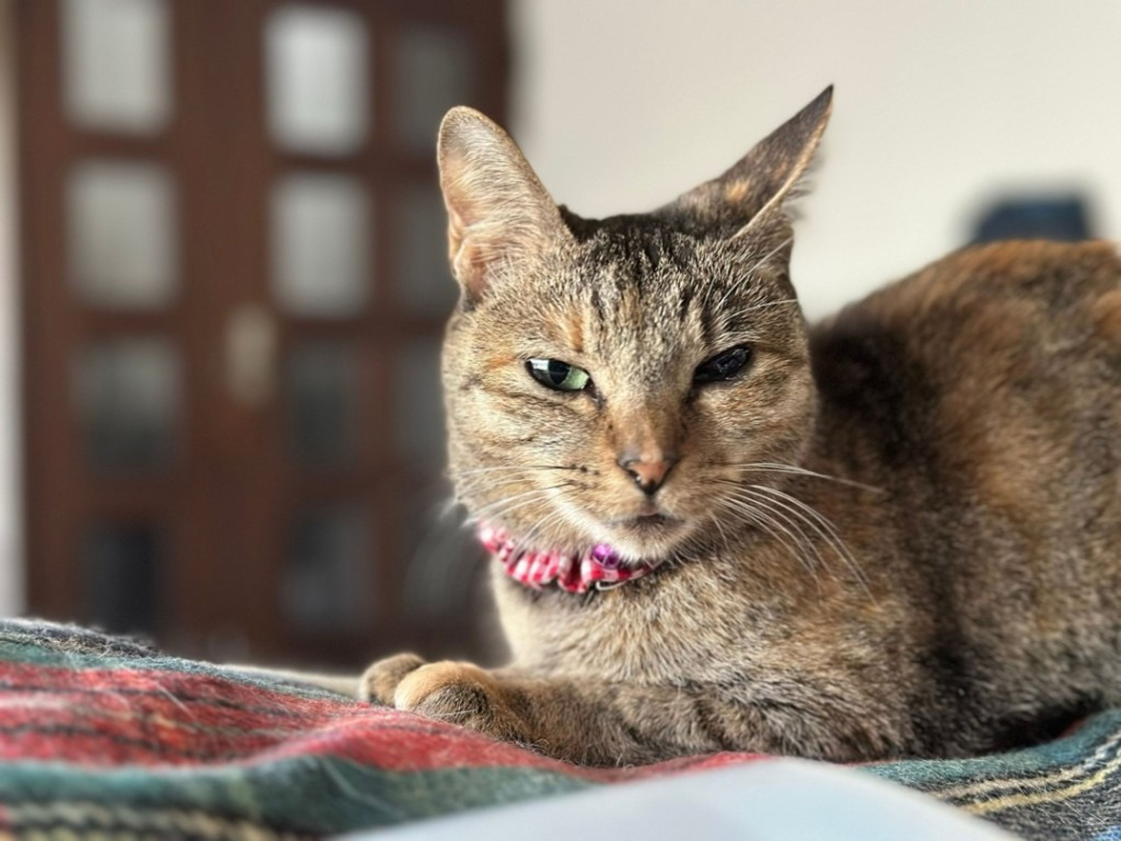 pet-image-8