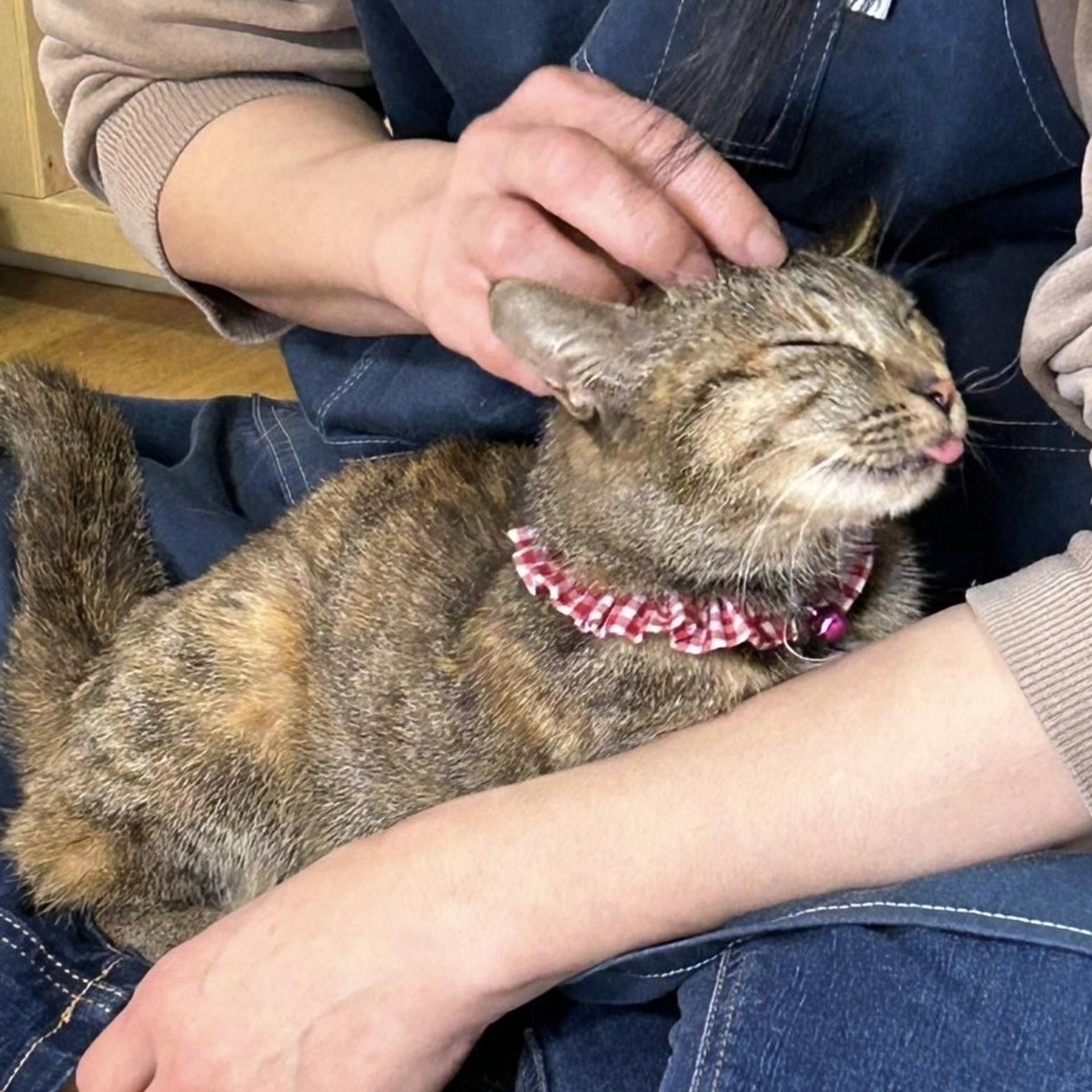pet-image-3