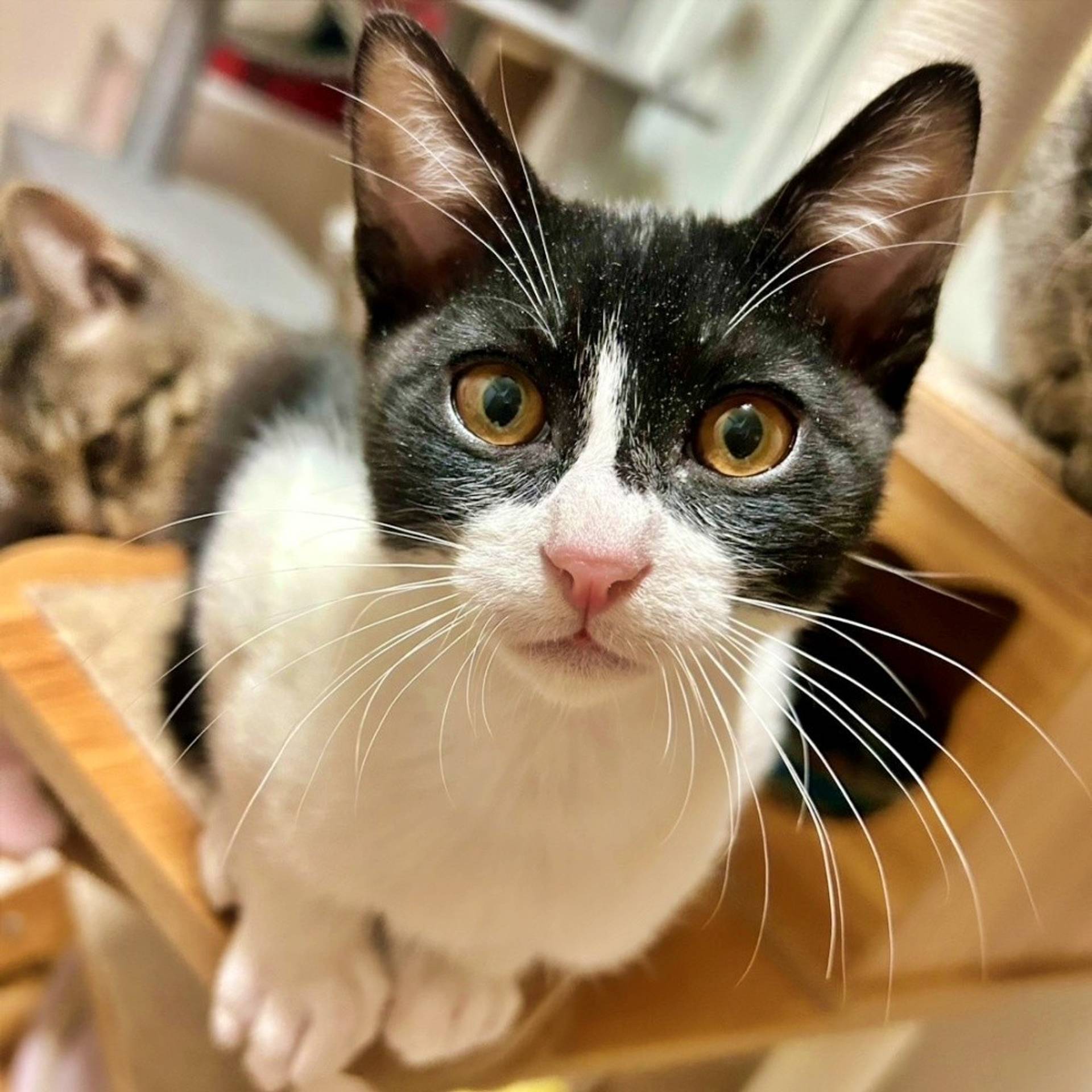 雑種（ミックス猫）・オスの里親募集の写真