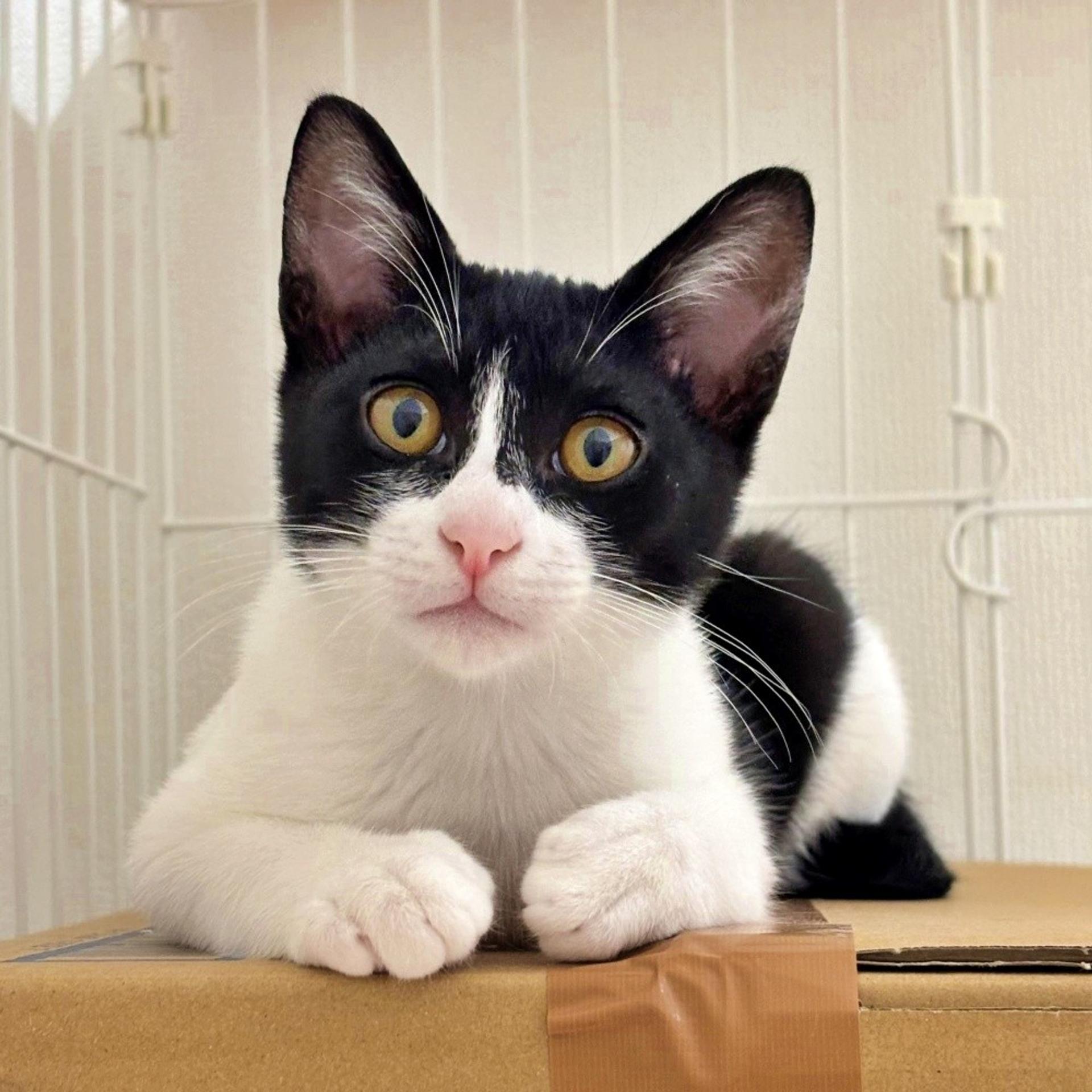 pet-image-2
