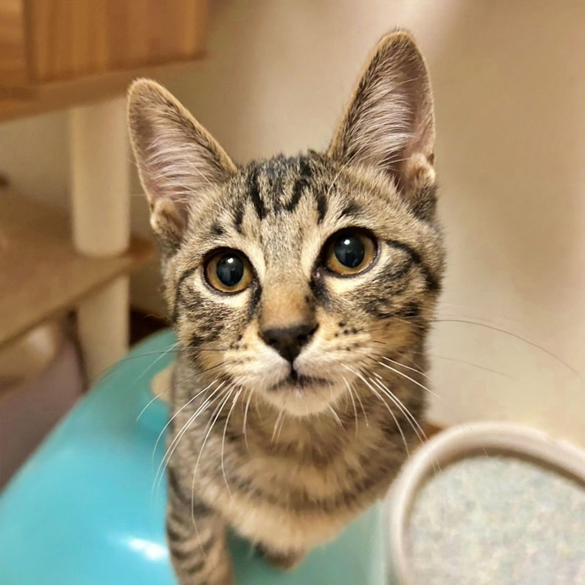 雑種（ミックス猫）・オスの里親募集の写真