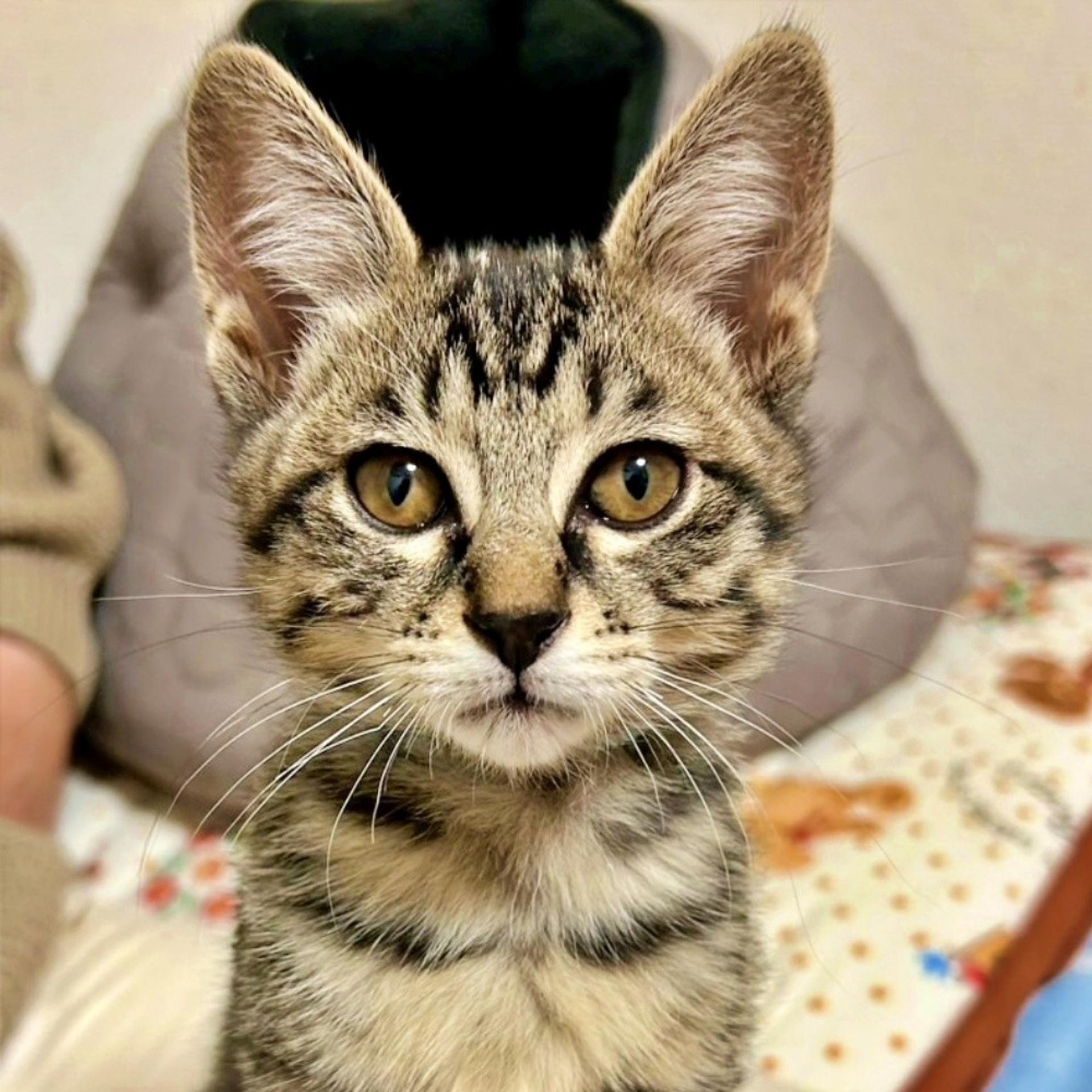 pet-image-2