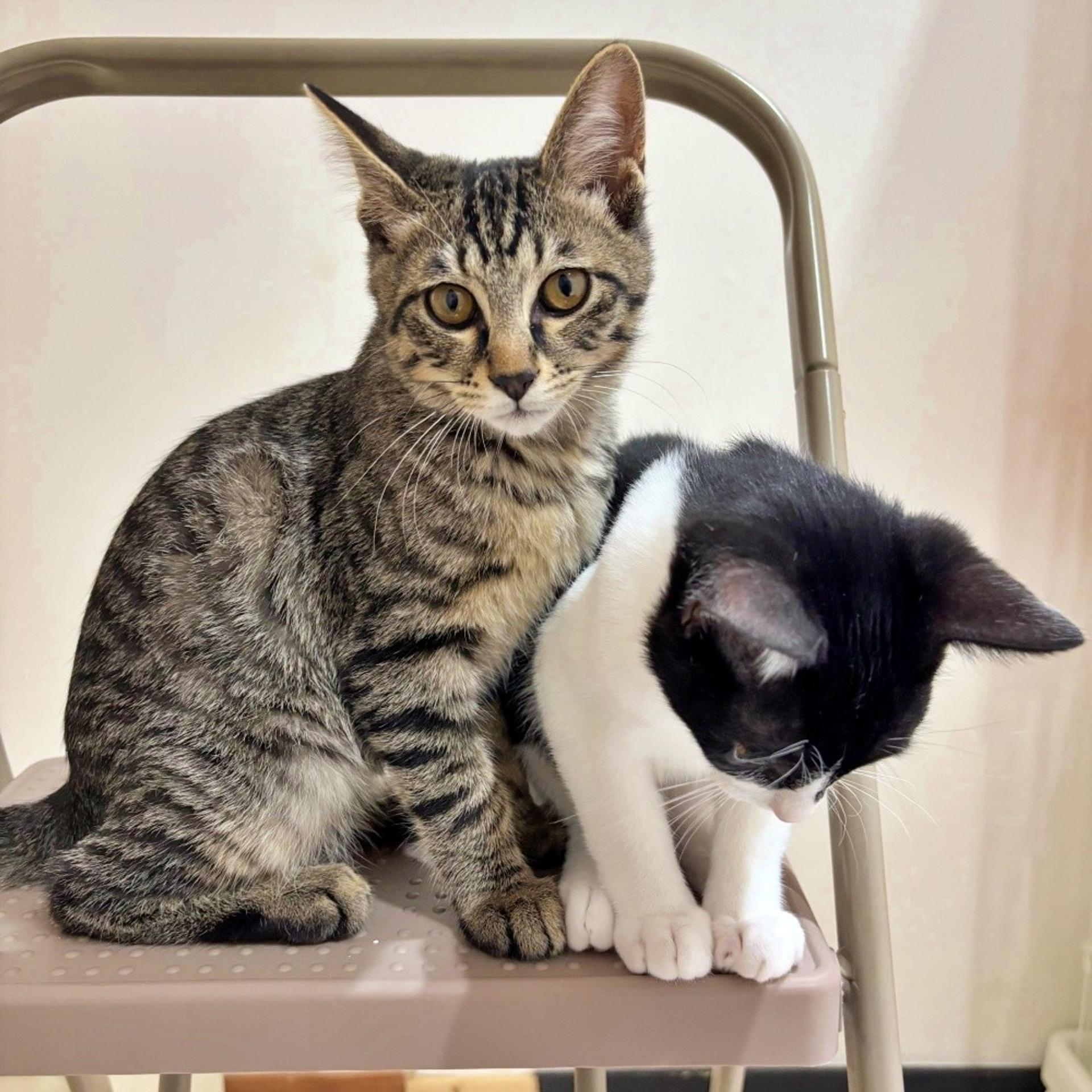 pet-image-3