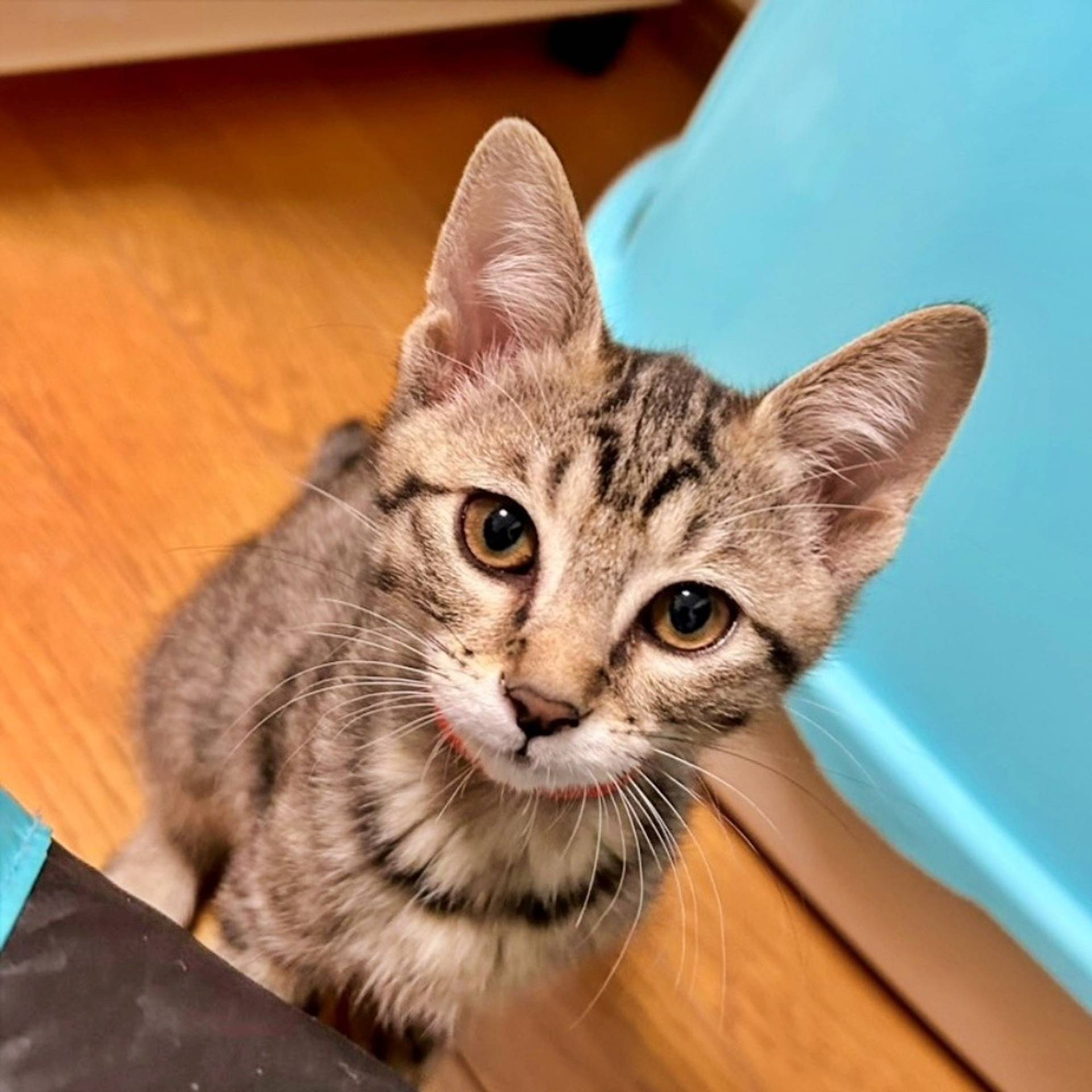 雑種（ミックス猫）・メスの里親募集の写真